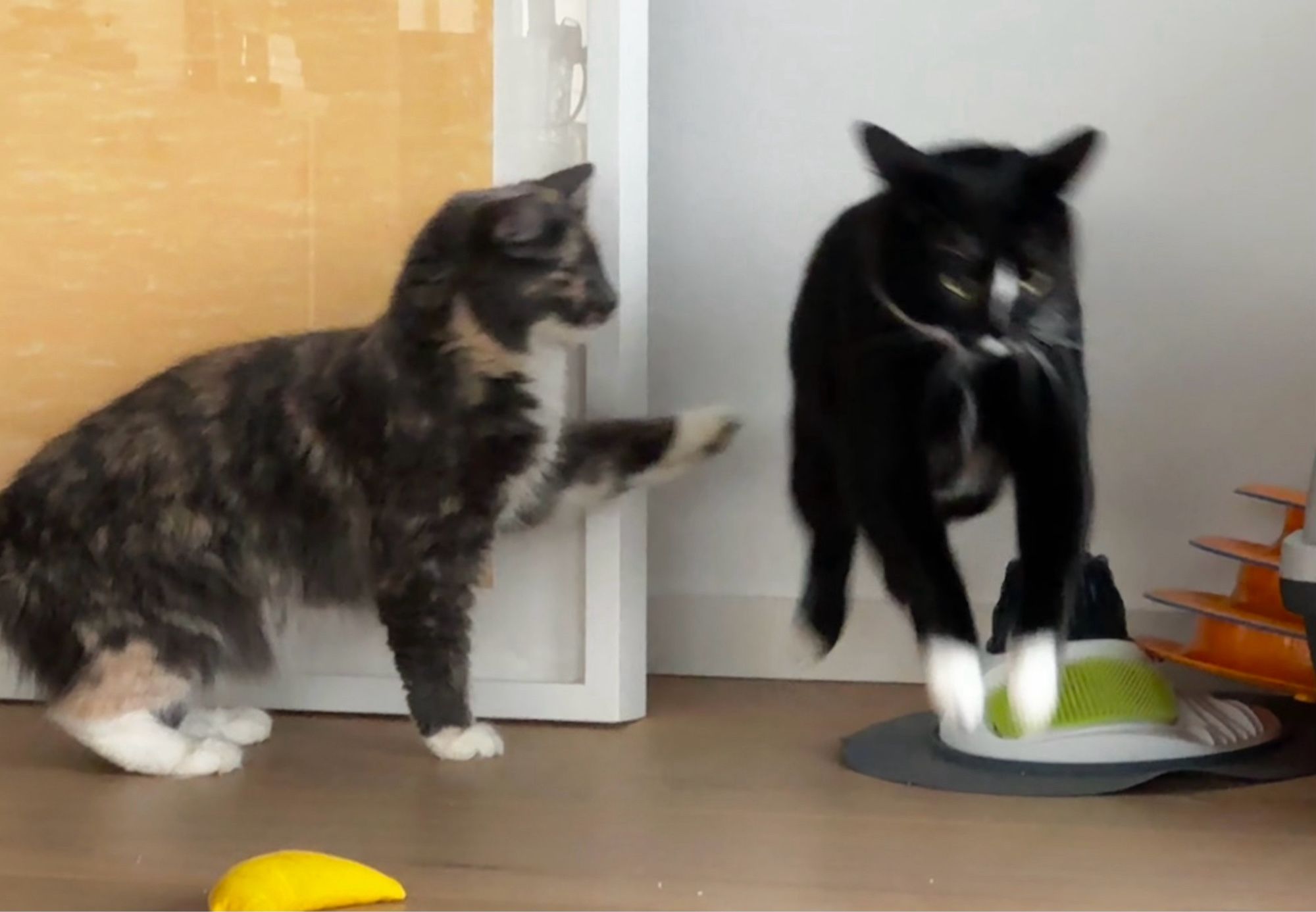 Same cats. The tuxedo is leaping through the air towards the camera. Escape! The dilute calico kitty is impotently pawing at the space just vacated by the tuxedo kitty. Foiled again!