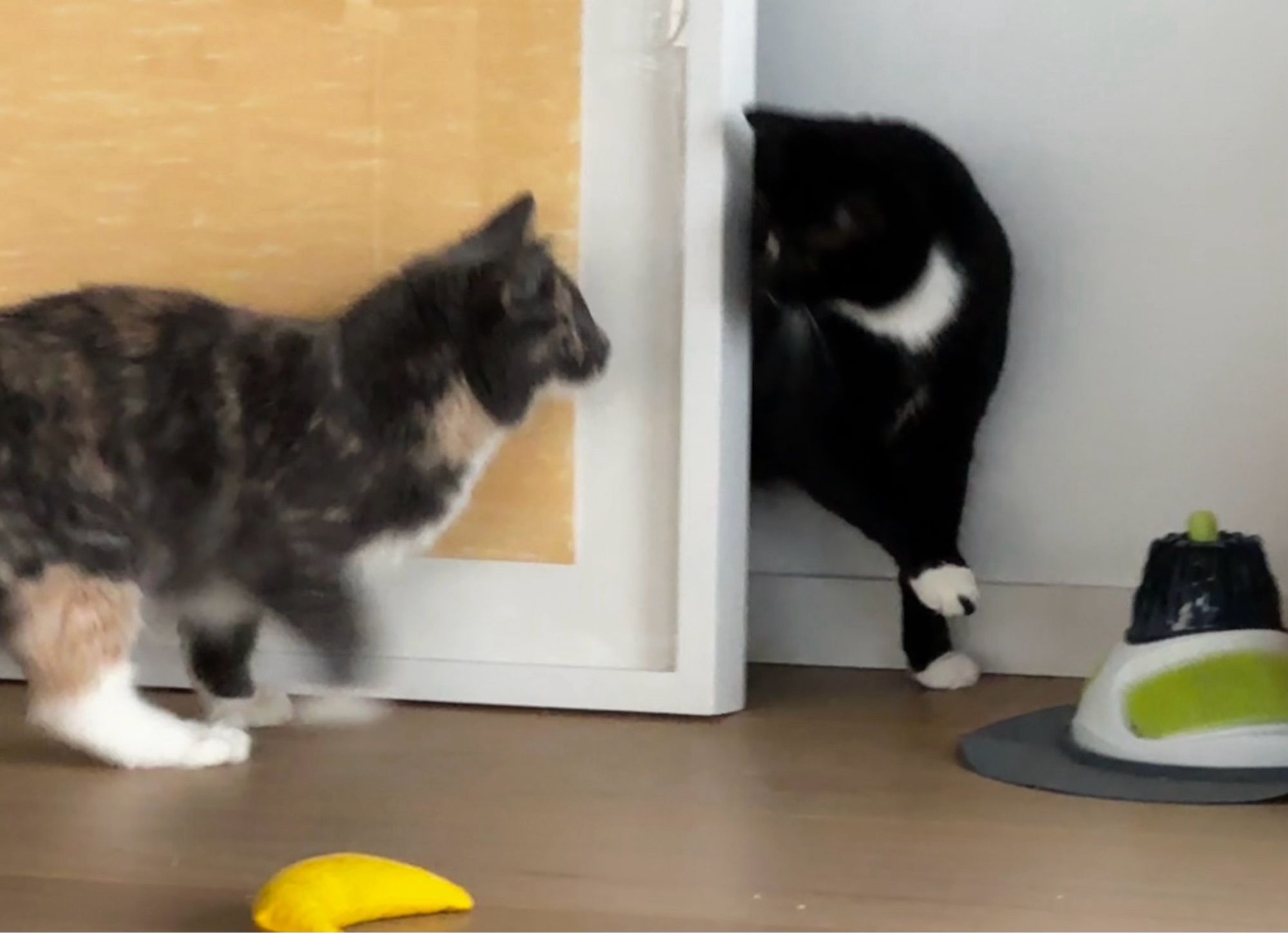 Same cats. Not the front half of the tuxedo cat has emerged from behind the drawing. He has a white “dickie” and white “spats.” His left paw his raised, and his whole front body is turned to face the fluffy calico cat, who slightly blurred in a pouncing stance.