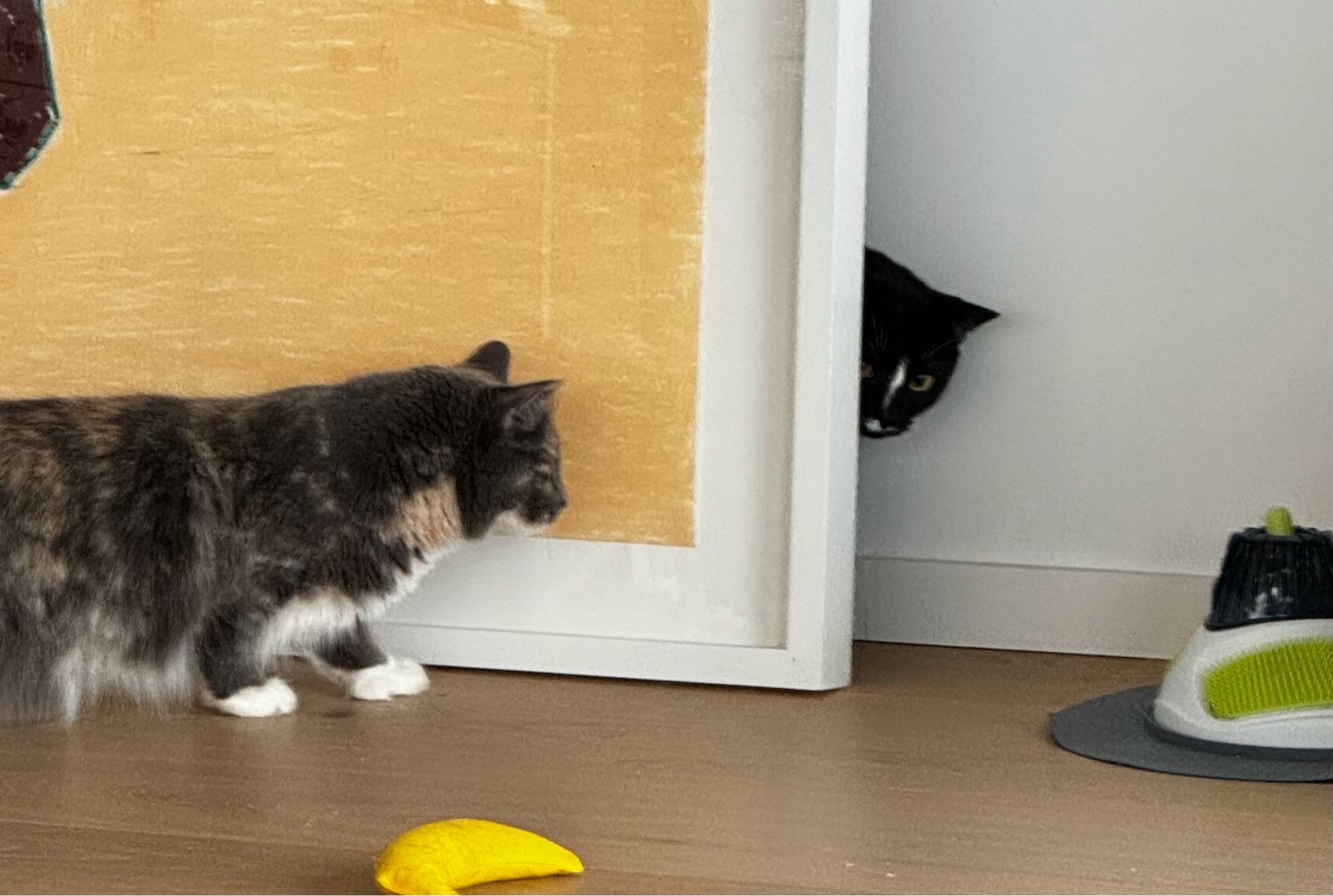 A fluffy dilute calico cat, with white paws, sneaks up on a black tuxedo cat who is hiding behind a large drawing propped against the white wall. Only the face of the tuxedo cat is peaking out. He has a white lightning bolt on his nose,  and his face is tilted slightly to his right, because he knows the creeping calico is there.