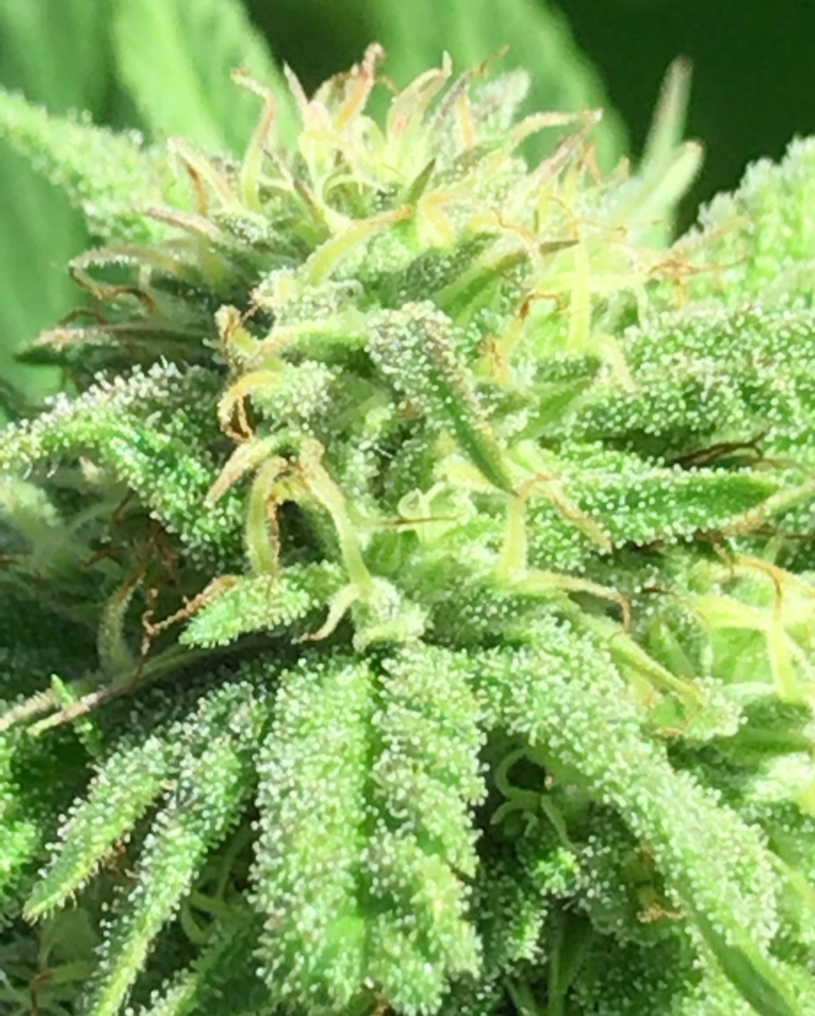 Cannabis bud with THC crystals and mature red hairs