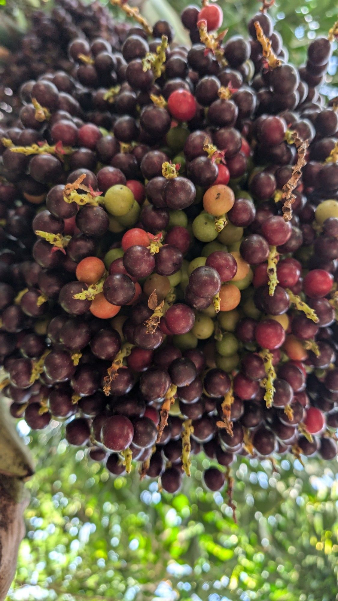 An underside view of a fruiting bundle on a perfume plant (I think it was called a chinese perfume plant? I cant quite remember). The fruit are sized and shaped similar to grapes, but they hang in clusters along long, stranded stems. Their colors vary from deep purple, to orange, red, and bright yellow-green.