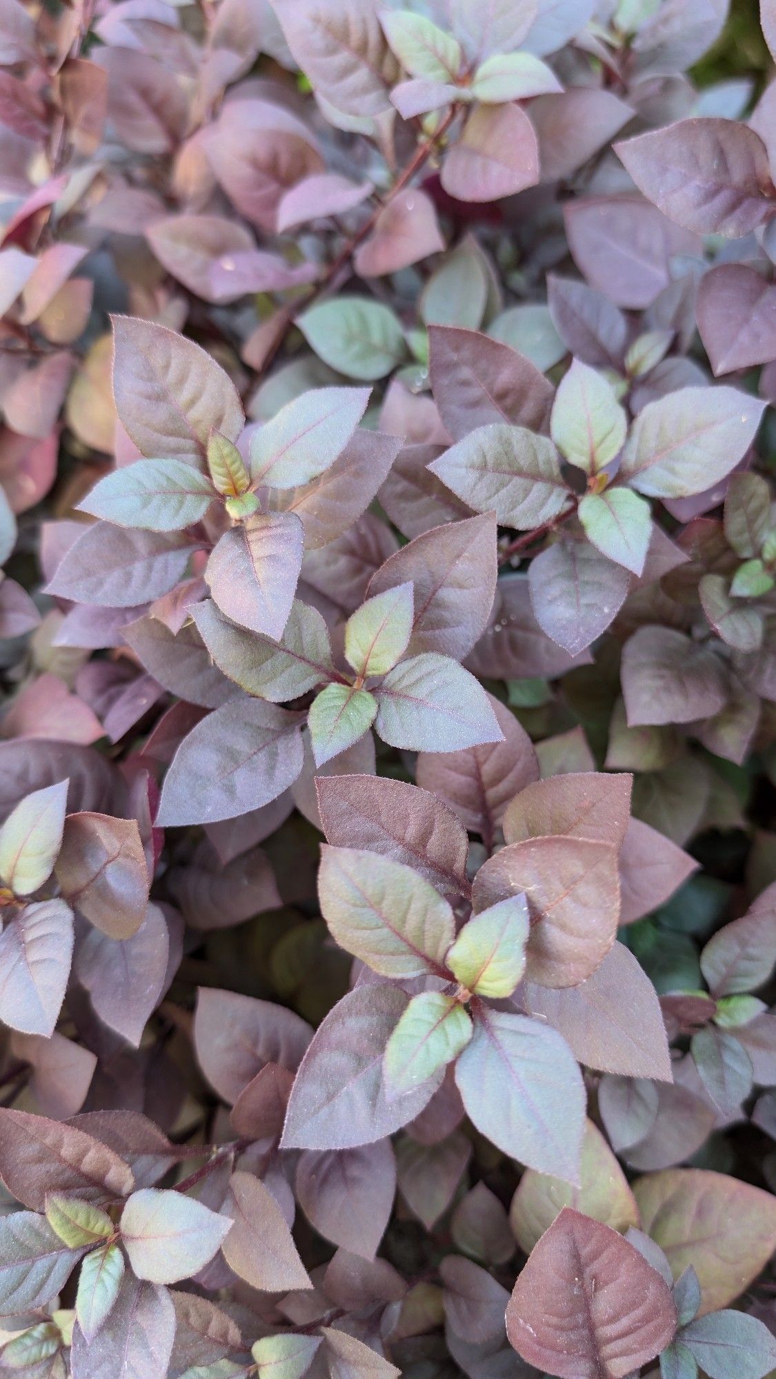 Close up photo of some sort of ground coverage plant with tear-shaped leaves in pale, pastel, purples and greens.