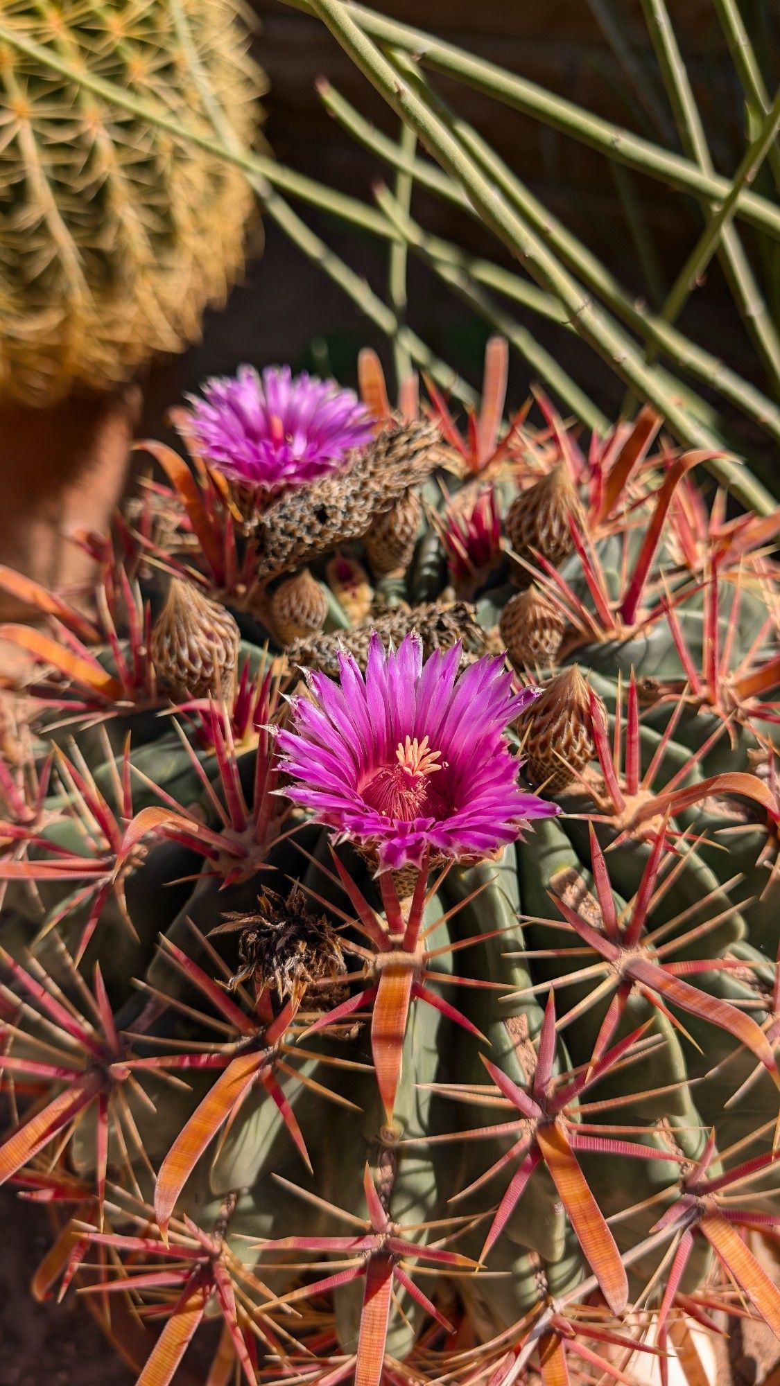 A smaller varietal of barrel cacti with dusty-green flesh and thicker, reddish-orange spines. It's flowering with two, magenta-colored blooms.