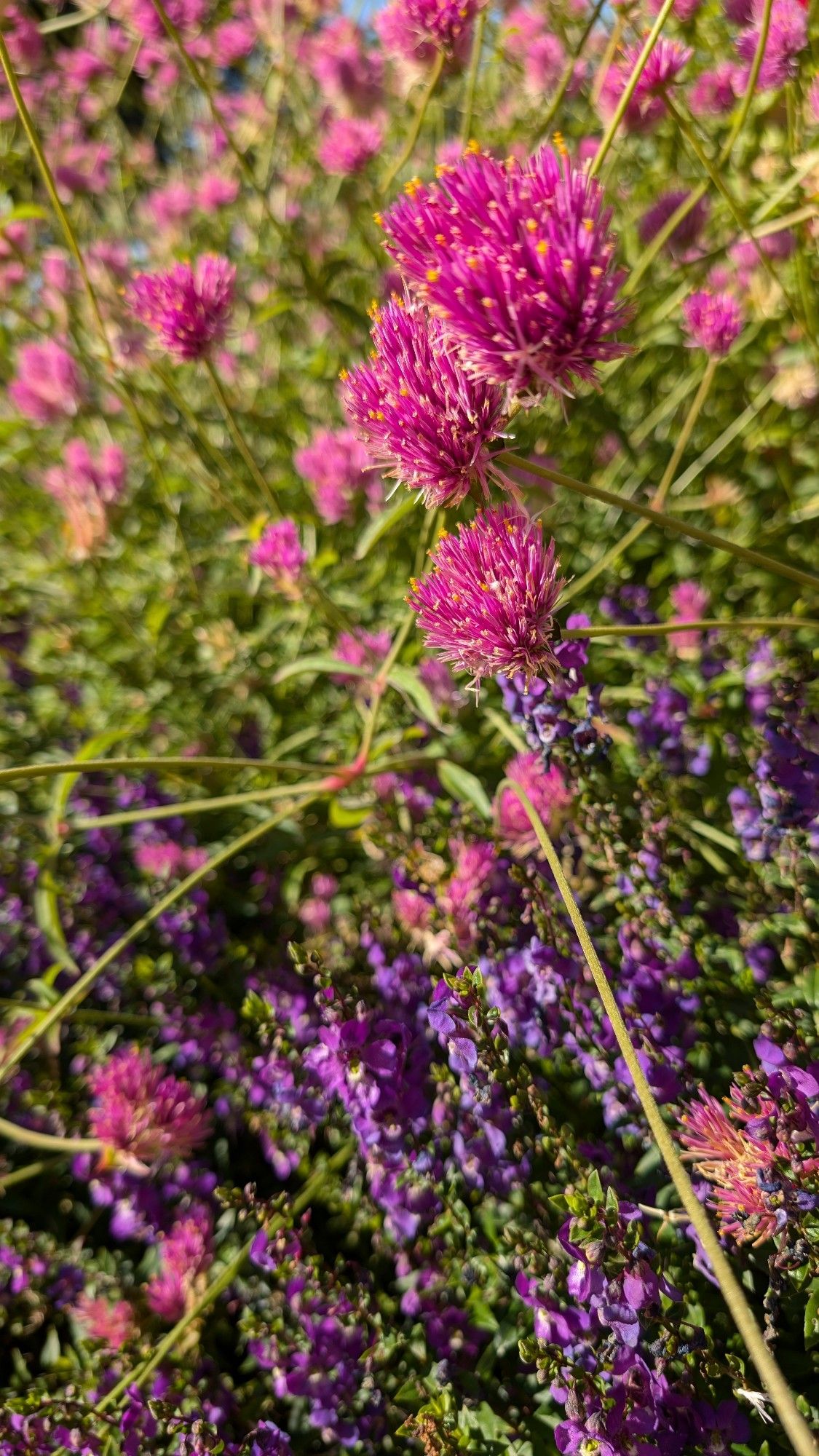 A variety of fuchsia colored clover flowers and some sort of purple flowers that grew in long, narrow clusters.