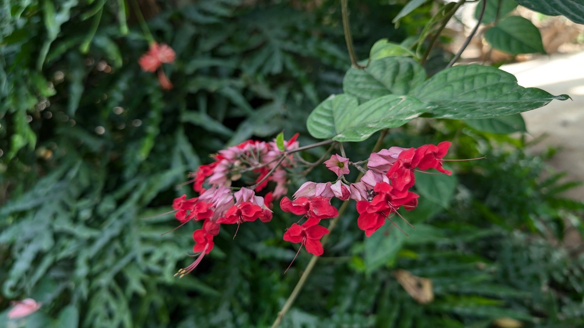 Sadly dont remember seeing the placard for this plant, but it was a hanging vine plant that terminated in flower clusters in a fan shape. The flowers themselves were a layered pale pink and an almost hot pink-red, their petals almost paper-like in texture.