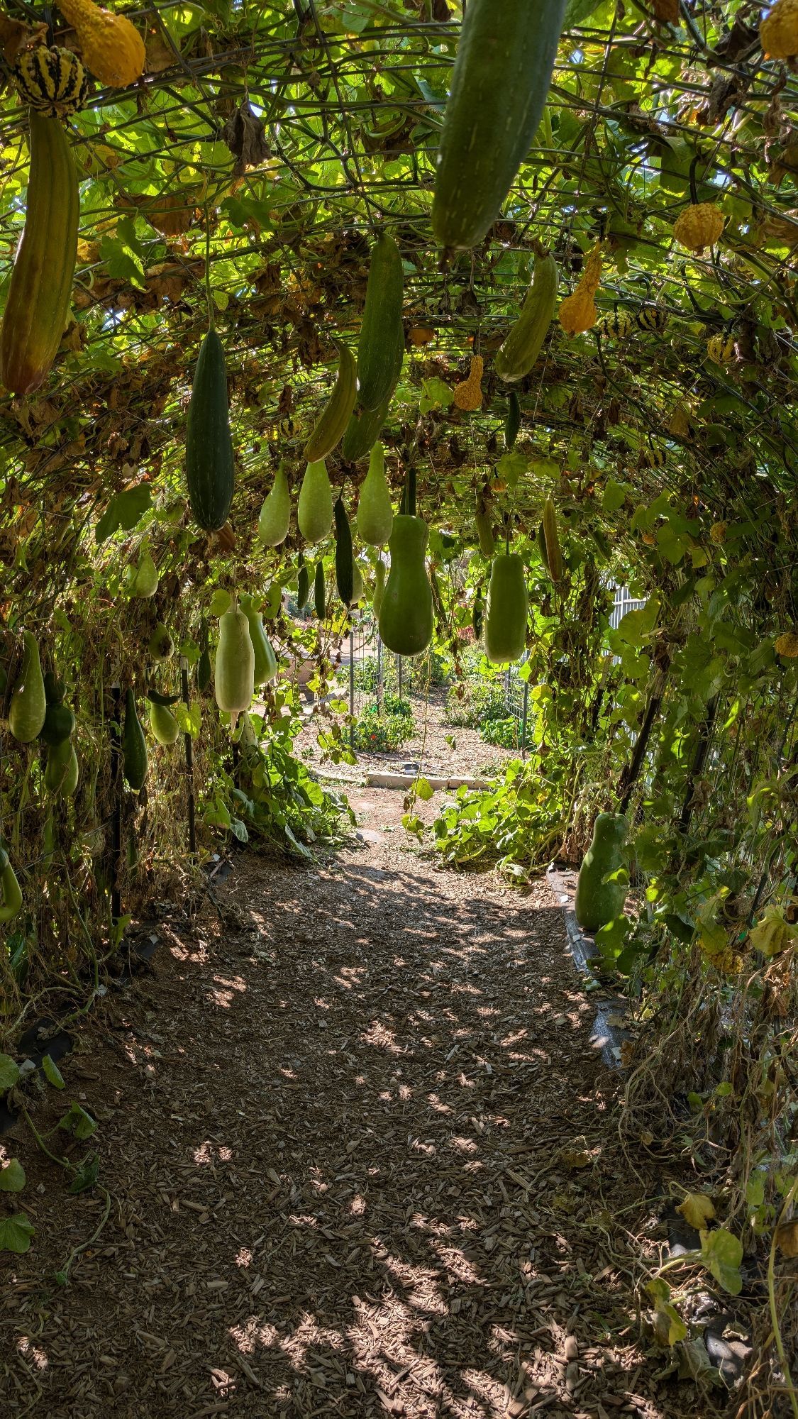 A trellis tunnel well populated with varieties of gourds hanging from every point of the ceiling and walls. Some of the gourds were easily 2ft long and more round than our heads lol.