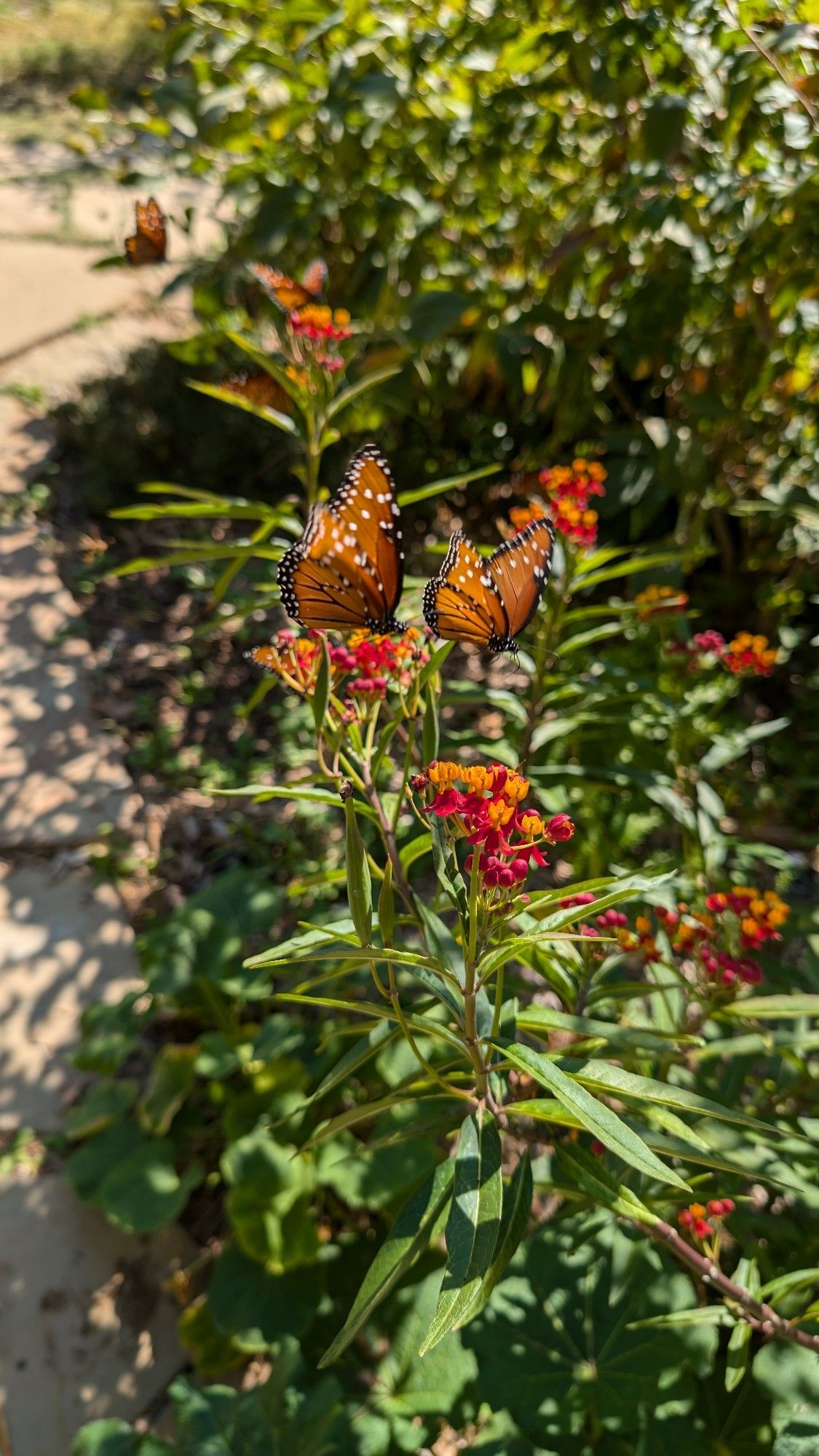 Either monarch butterflies, or their copycat cousins, fluttering around the lantanas in the butterfly garden.