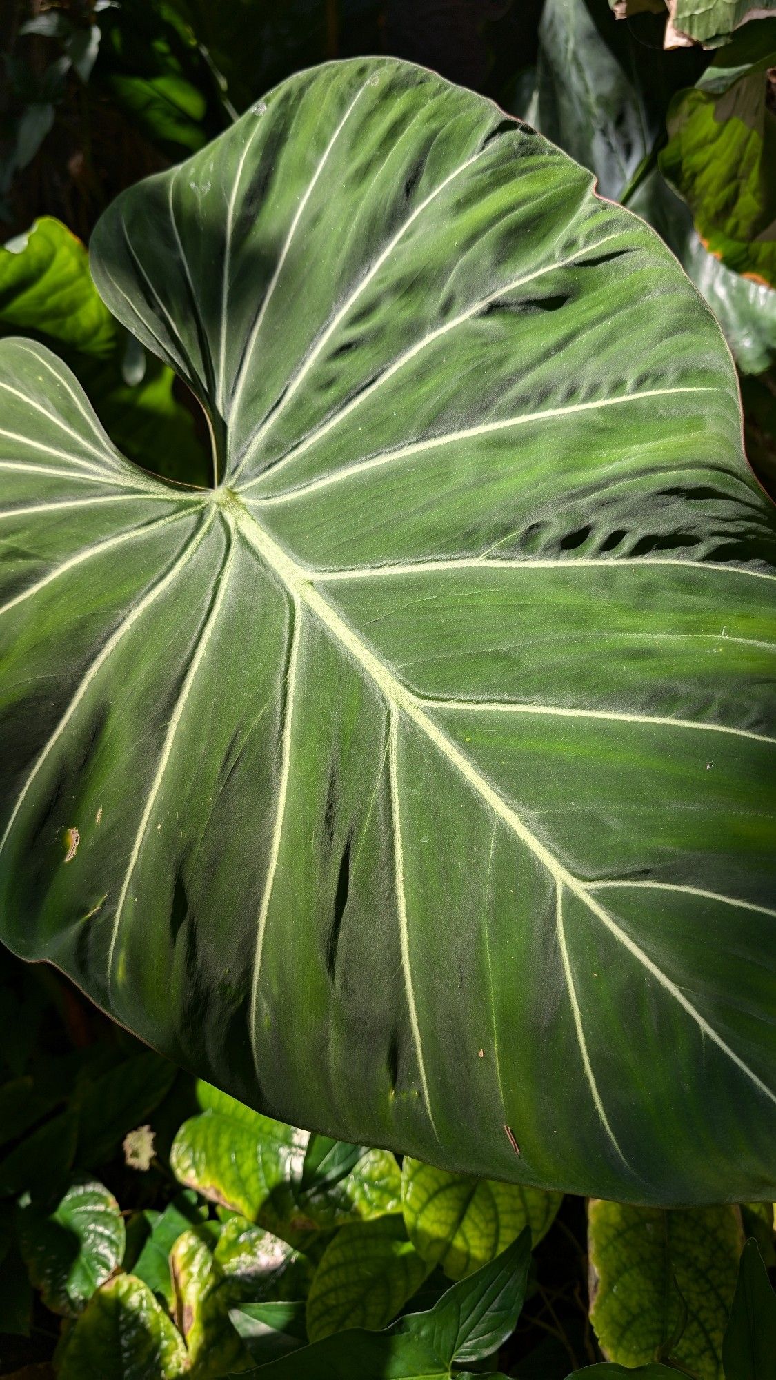 The velvety texture on this large, broad leaf shows off all the veins running through it. The leaf itself is made up of a multitude of greens: light pale for the major veins, and rich to vibrantly deep jades for the main face of it. May be some varietal of monstera, unsure as I didnt see the placard.