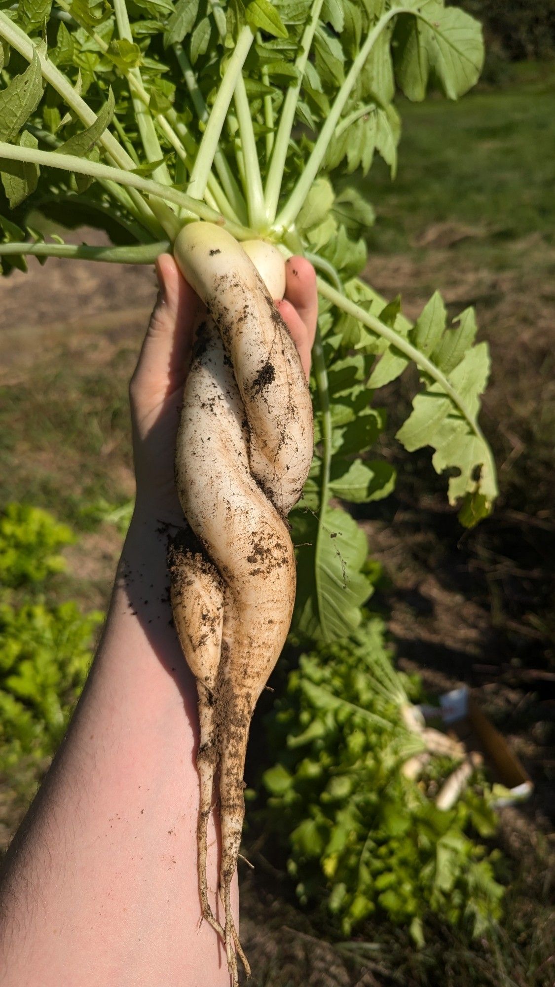 Two daikon twisted together