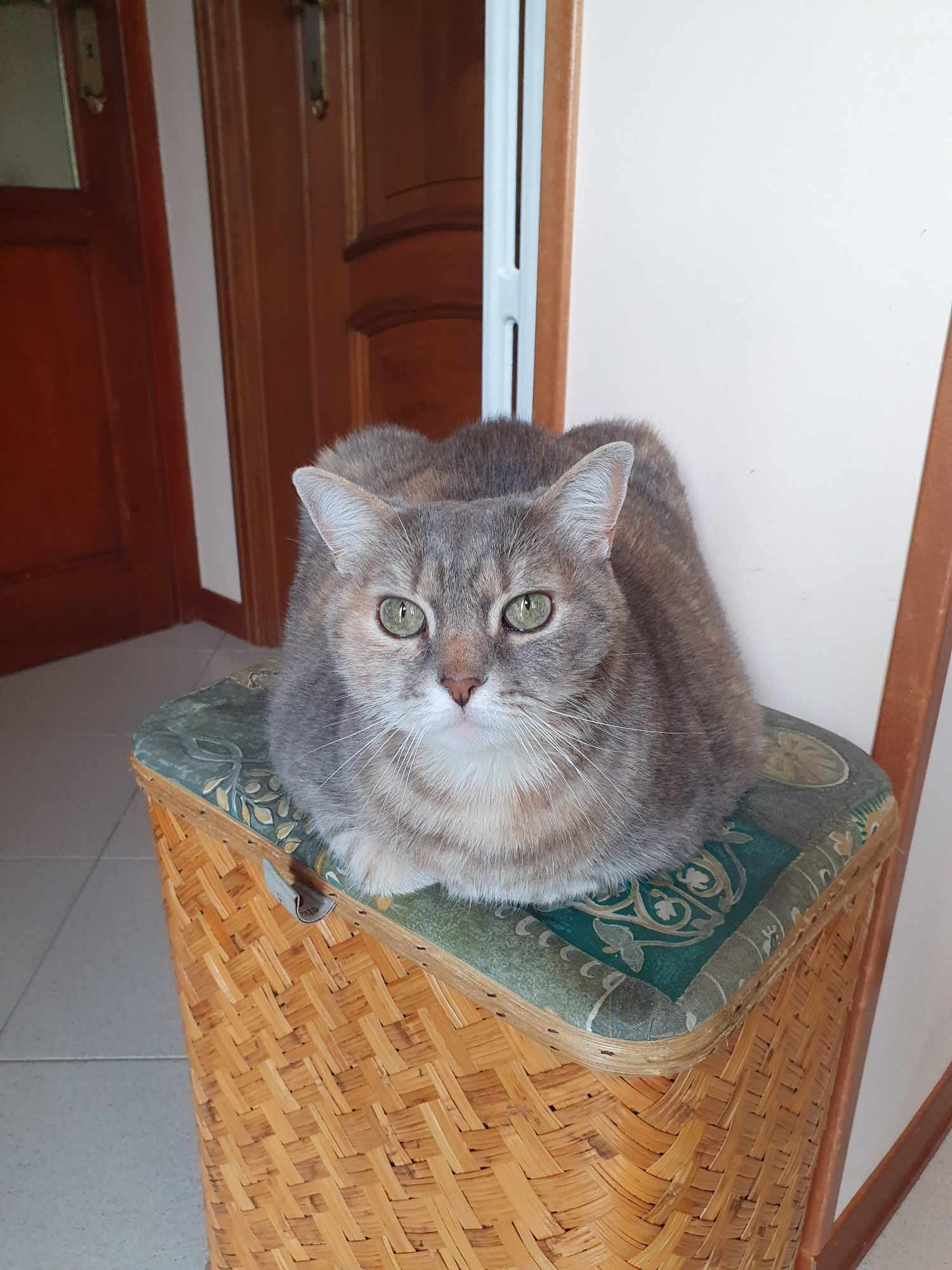 Loaf shaped cat sitting on a basket