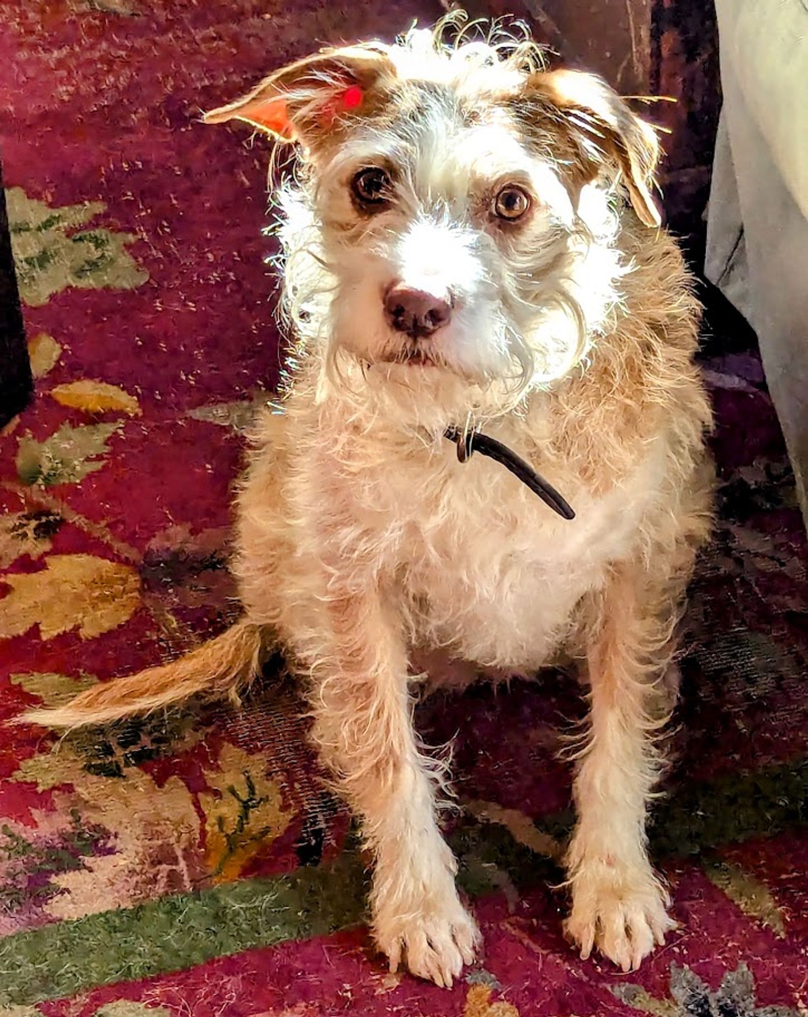 A photo of my wonderful-yet-completely-scruffy 10 YO terrier mix, Pennie.  She's looking at you expectantly because you've just jingled her leash accidentally.