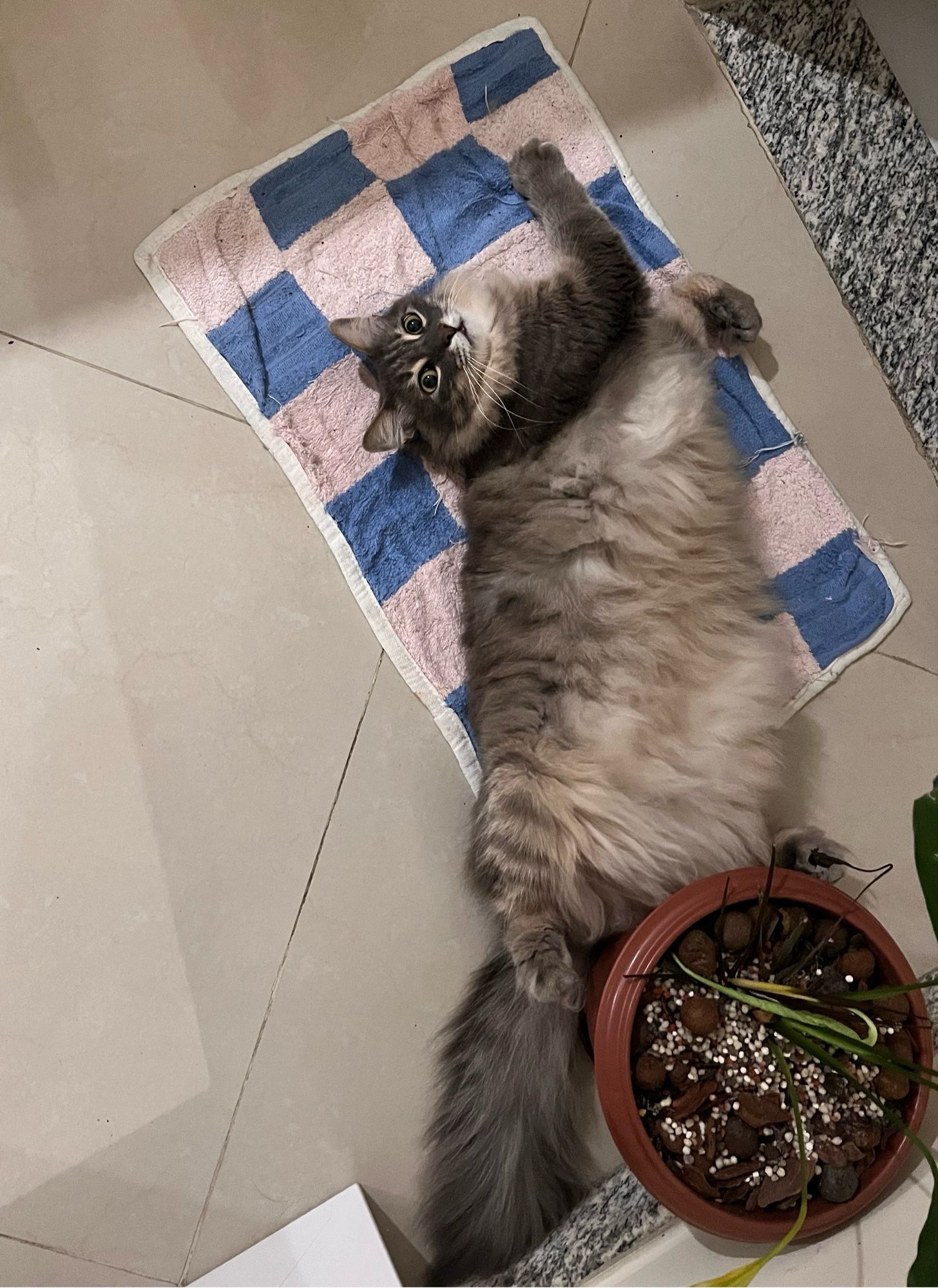 Gray cat laying down on the floor on a pink/blue plaid carpet with his paws and tail touching a plant vase