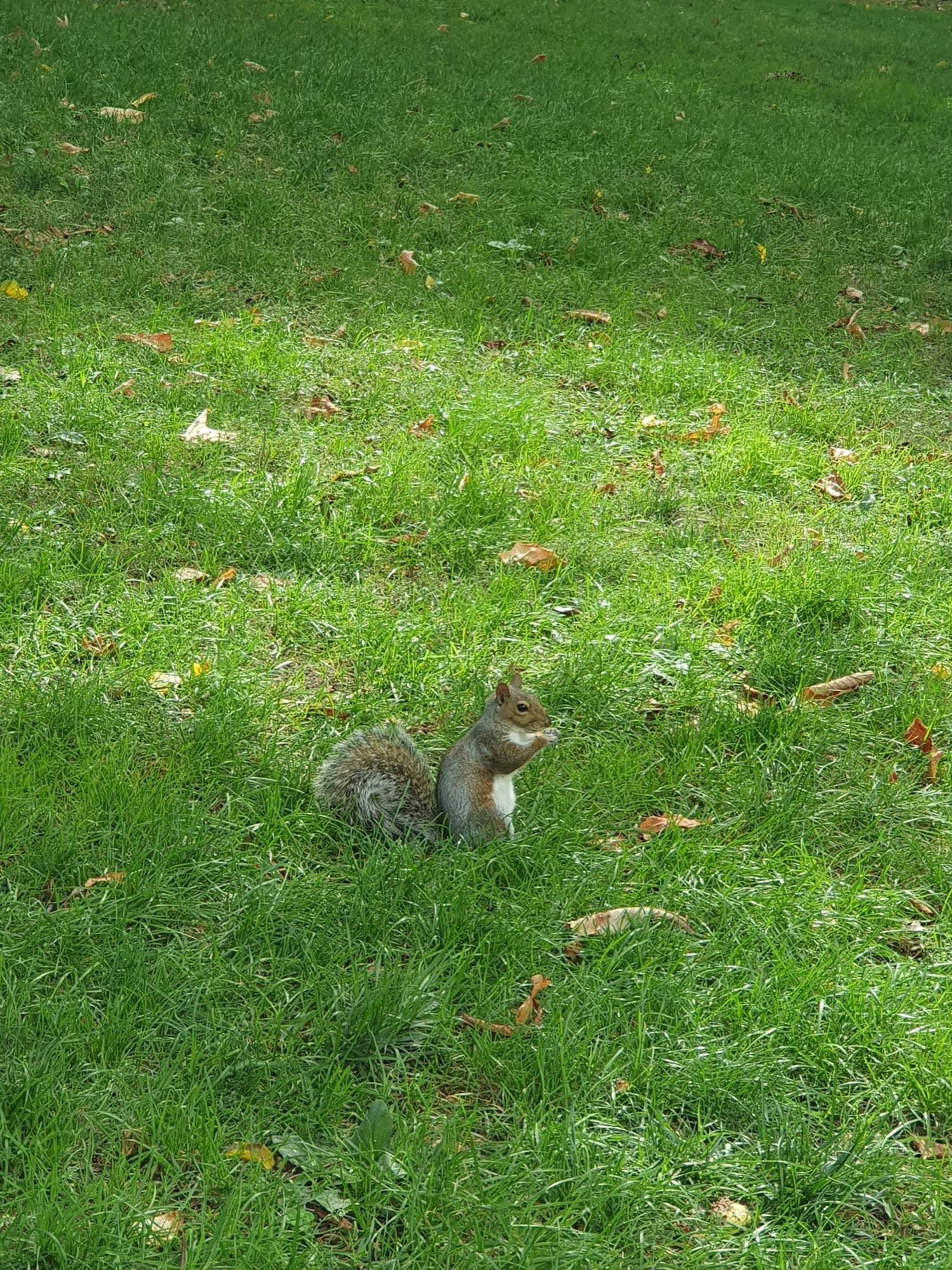 Squirrel in Boston Commons