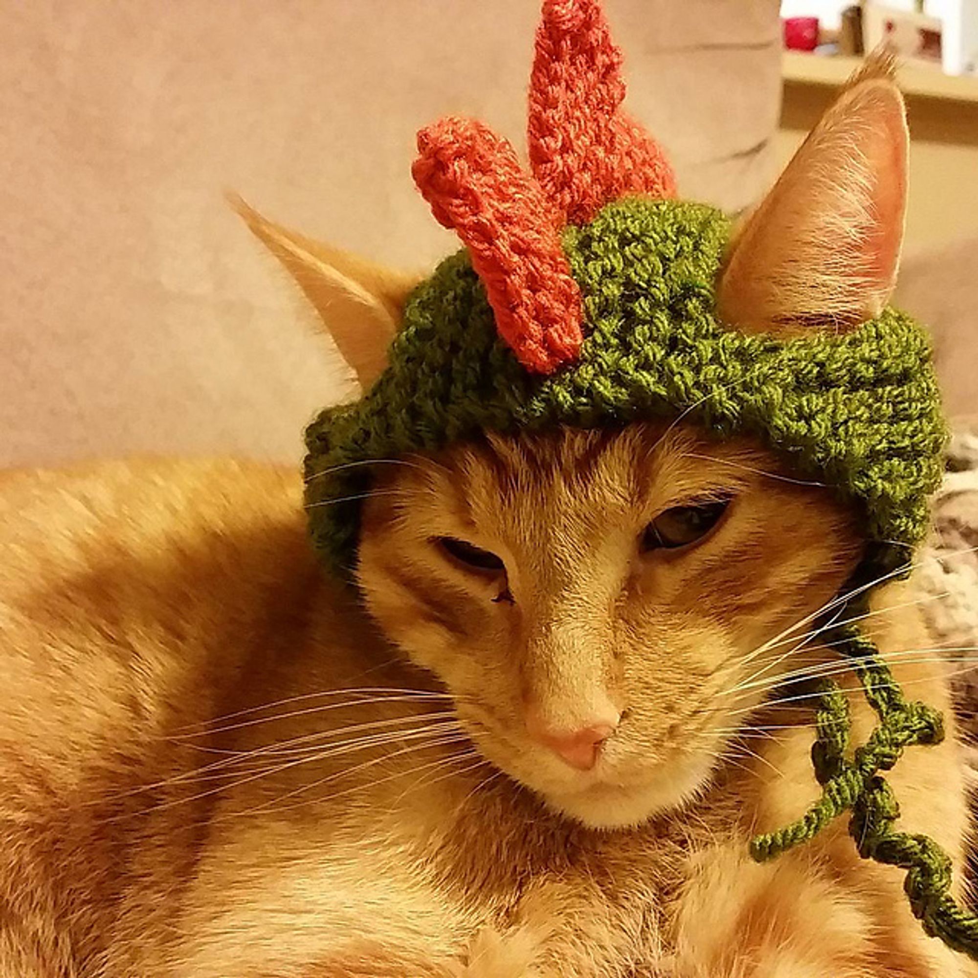 The same cat at previous picture, less patiently modeling knitwear. Probably because this one was made specifically for him, an earth green cap with orange spikes on the top and holes for his ears. It is tied under his chin, and he wears a put-upon expression. This is the one and only time I ever got the hat on him.