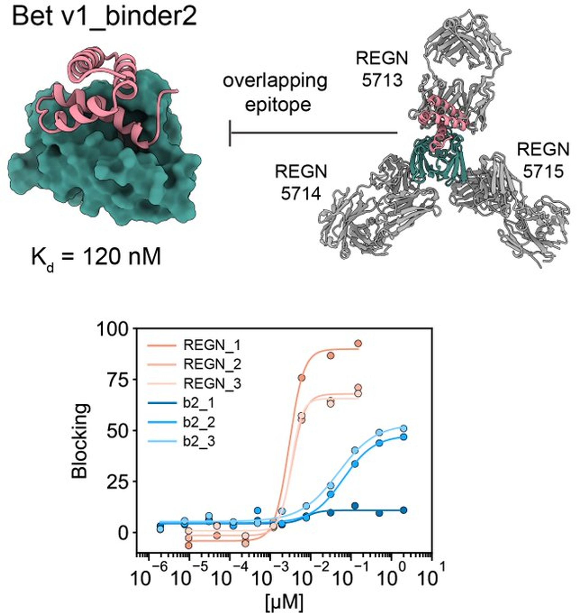 Figure showing a protein binder that blocks IgE binding to a common allergen.