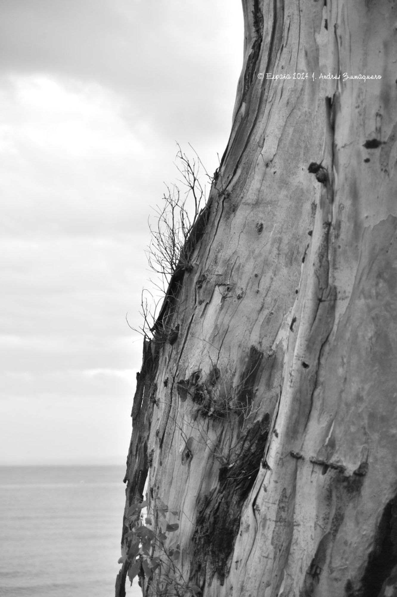 Primer plano del tronco de un eucalipto que se encuentra frente al mar. Es una imagen en blanco y negro.