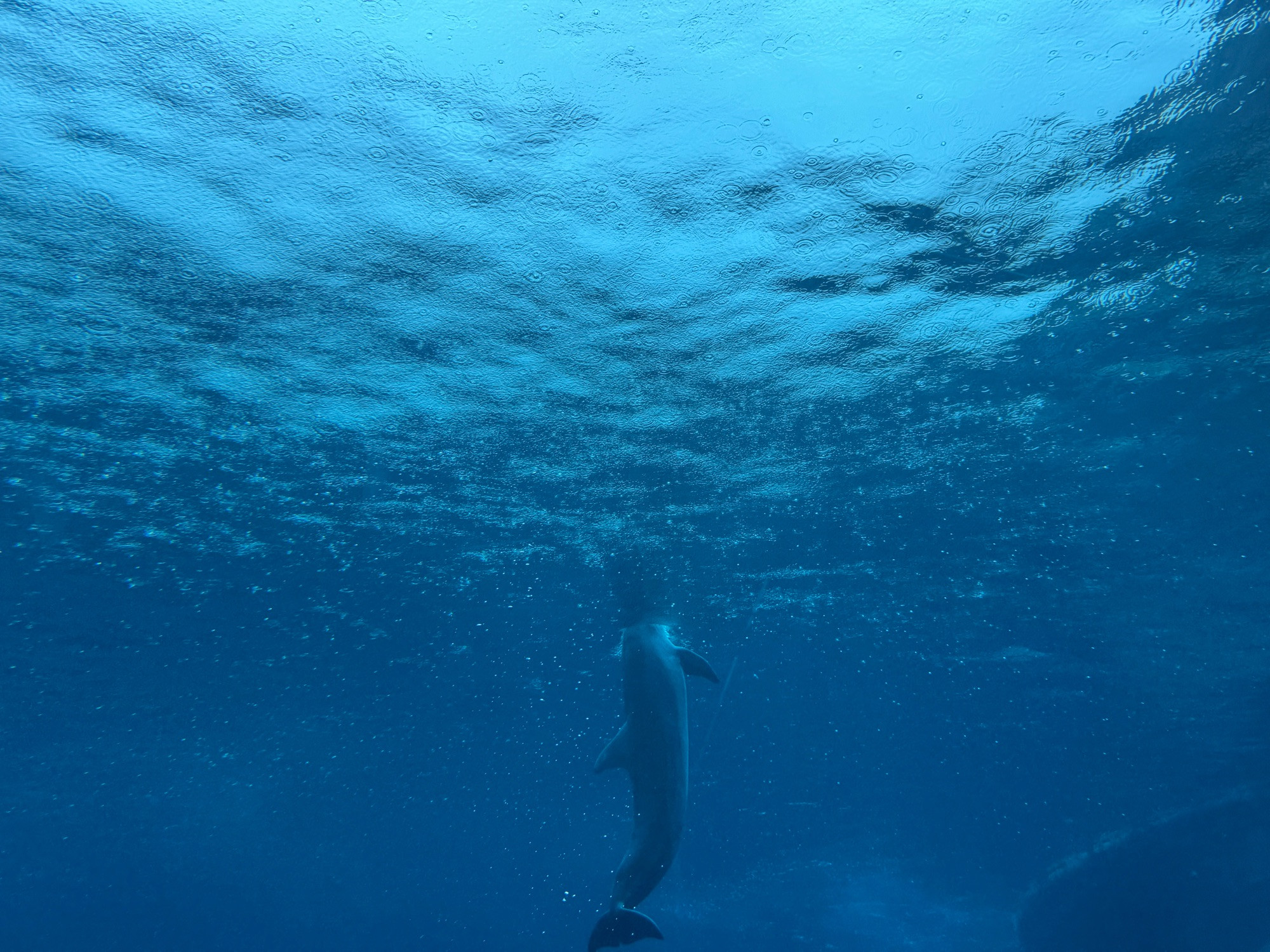 An underwater perspective of a dolphin about to jump out of the water at Acquario di Genova