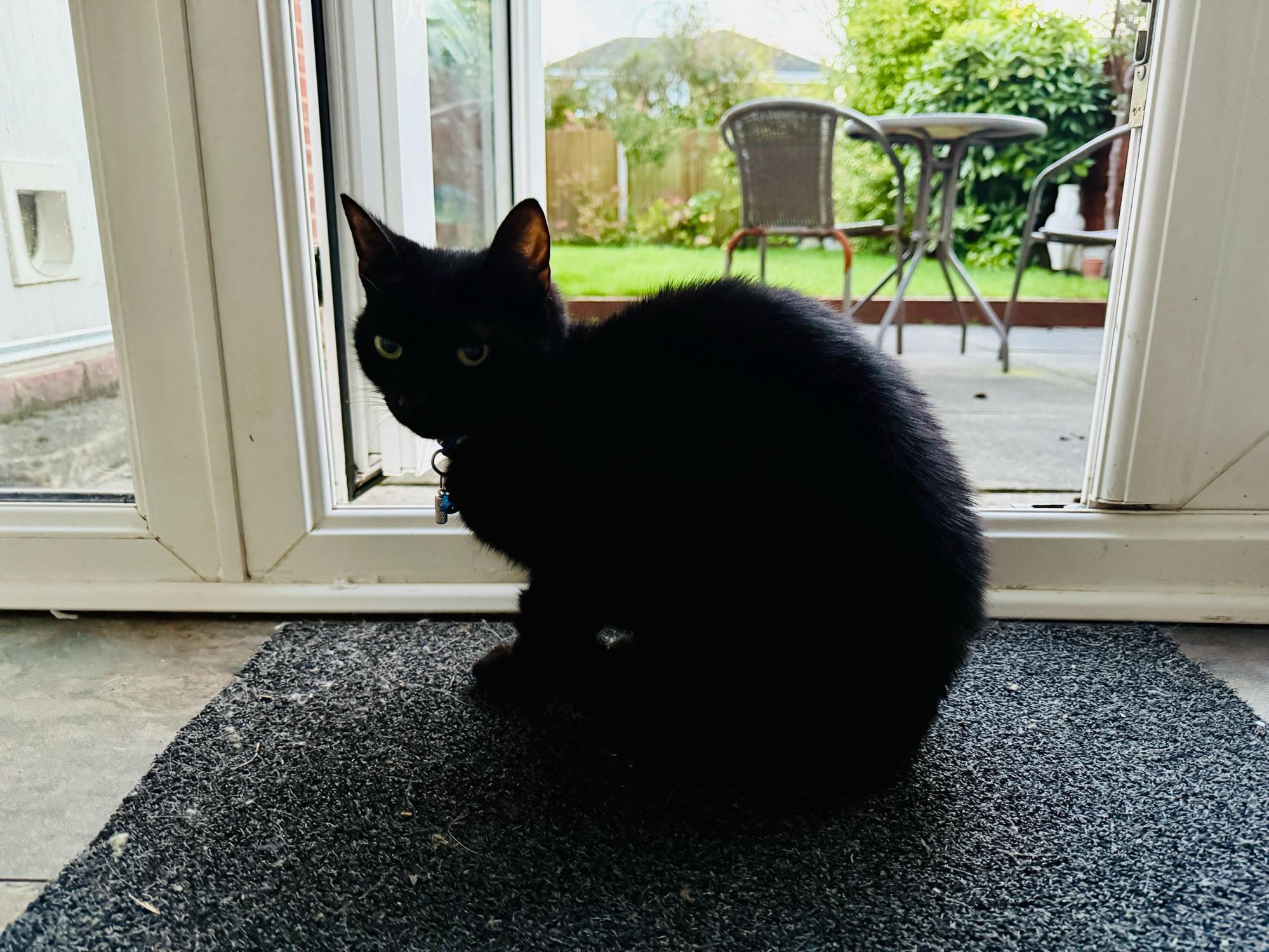 A cute black cat sitting in front of an open doorway