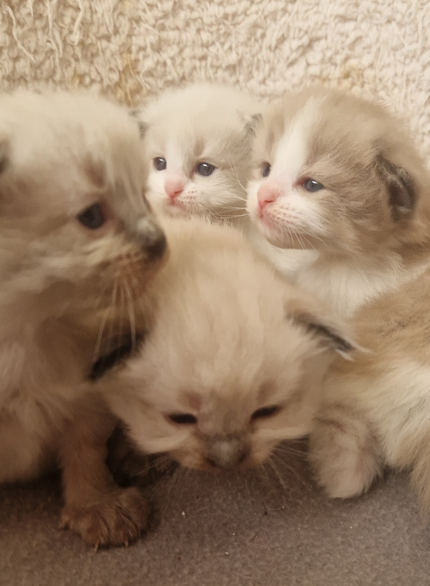 Photo of 4 Ragamuffin kittens 