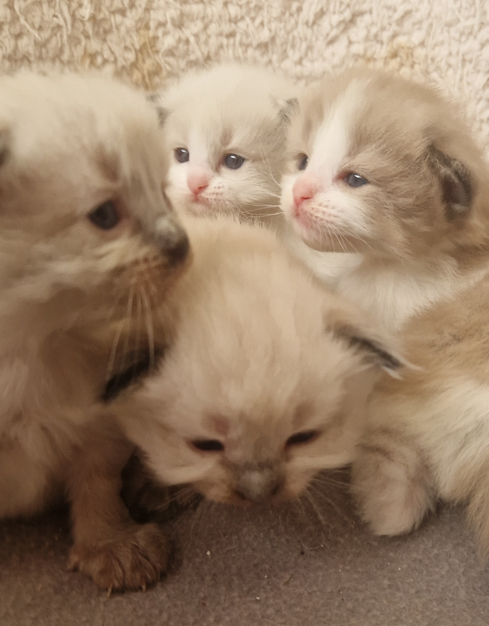 Photo of 4 Ragamuffin kittens 
