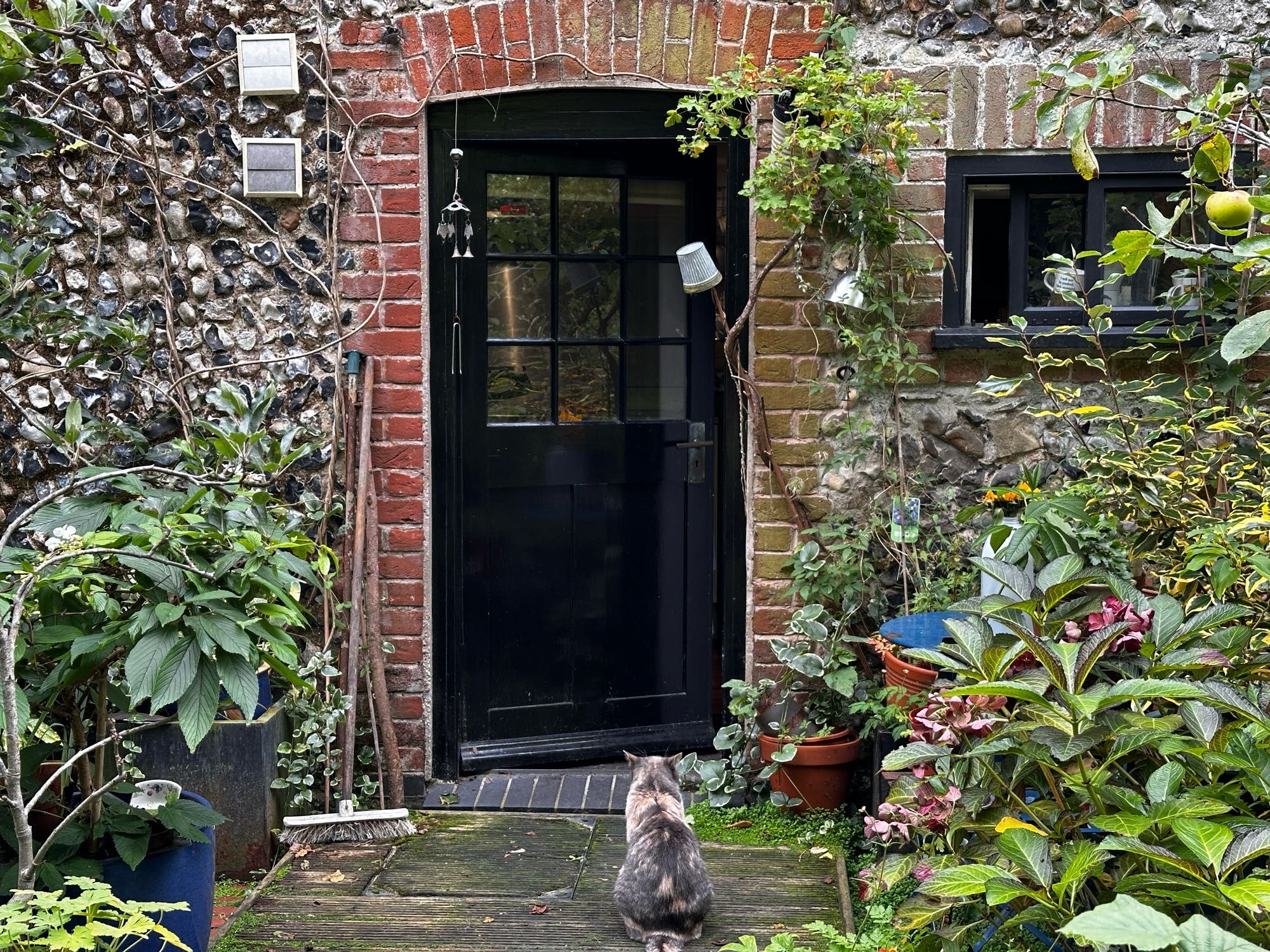 A grey mottled storm cloud of a Catalonian cat sits outside my back door, looking up in hope.