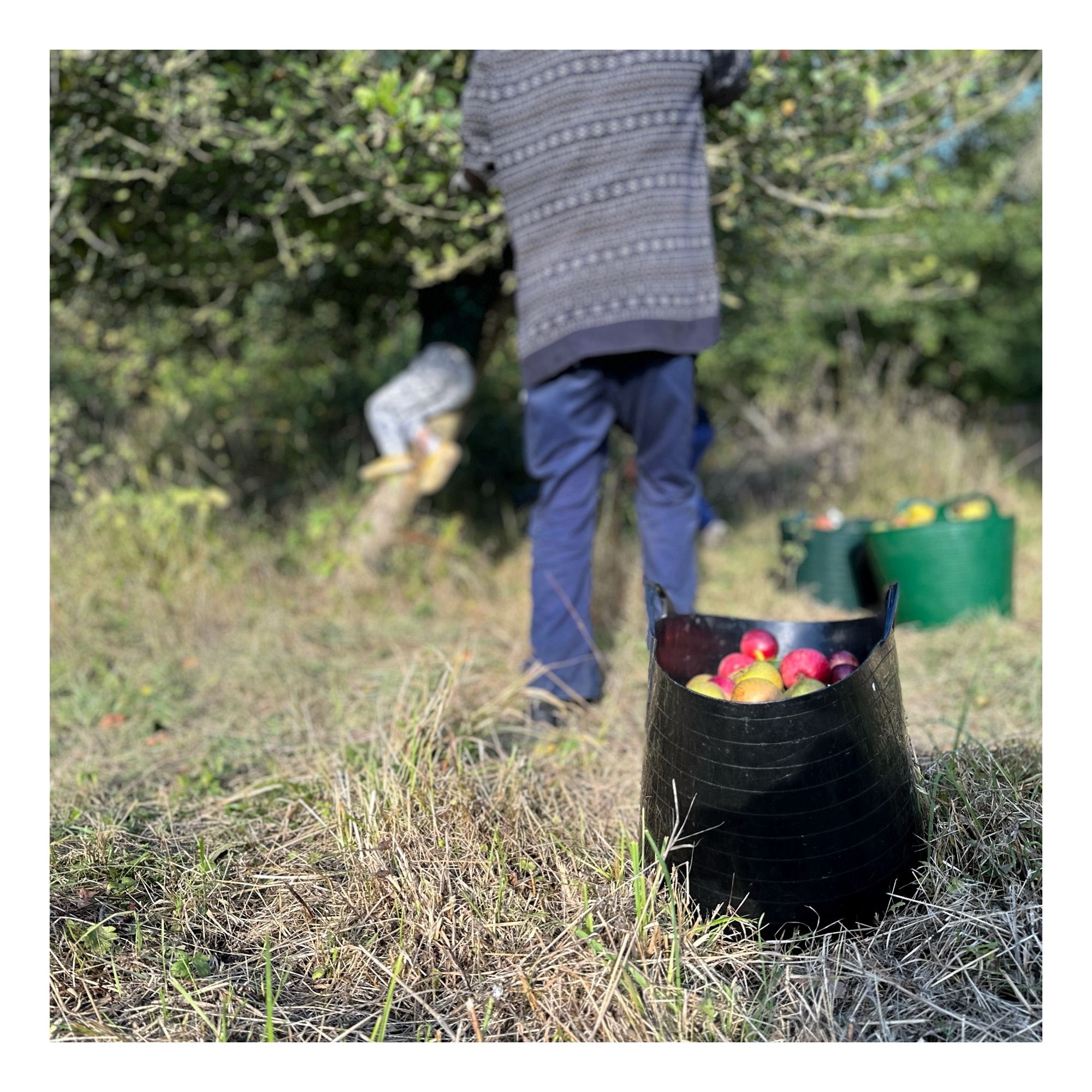 The family let me take photos as they filled their tubs with apples (for pressing and some cider). The young grandson climbed into the tree to shake the high apples loose, and I liked how his arms and legs would come out at odd angles through the branches. This photo shows him as he climbs down, all pyjama legs and yellow shoes. 

In the foreground here is the grandfather, leading the charge on the trees. He helps look after three small nature reserves, and this orchard was seen the least this year