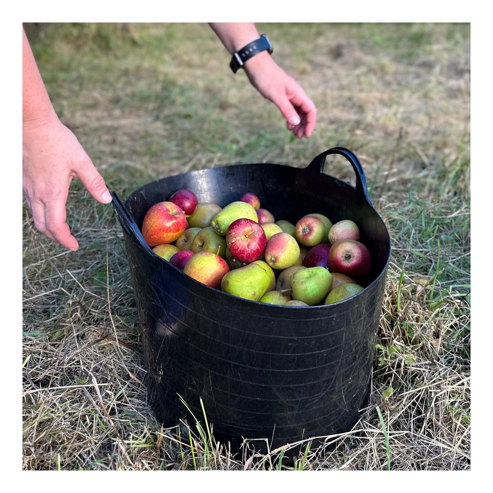 One of the tubs, filled to the brim with 5 varieties of apples, being picked up to be taken to the car. I do like the colours of the apples in the plastic black of the tub. Like a star field in a black hole.