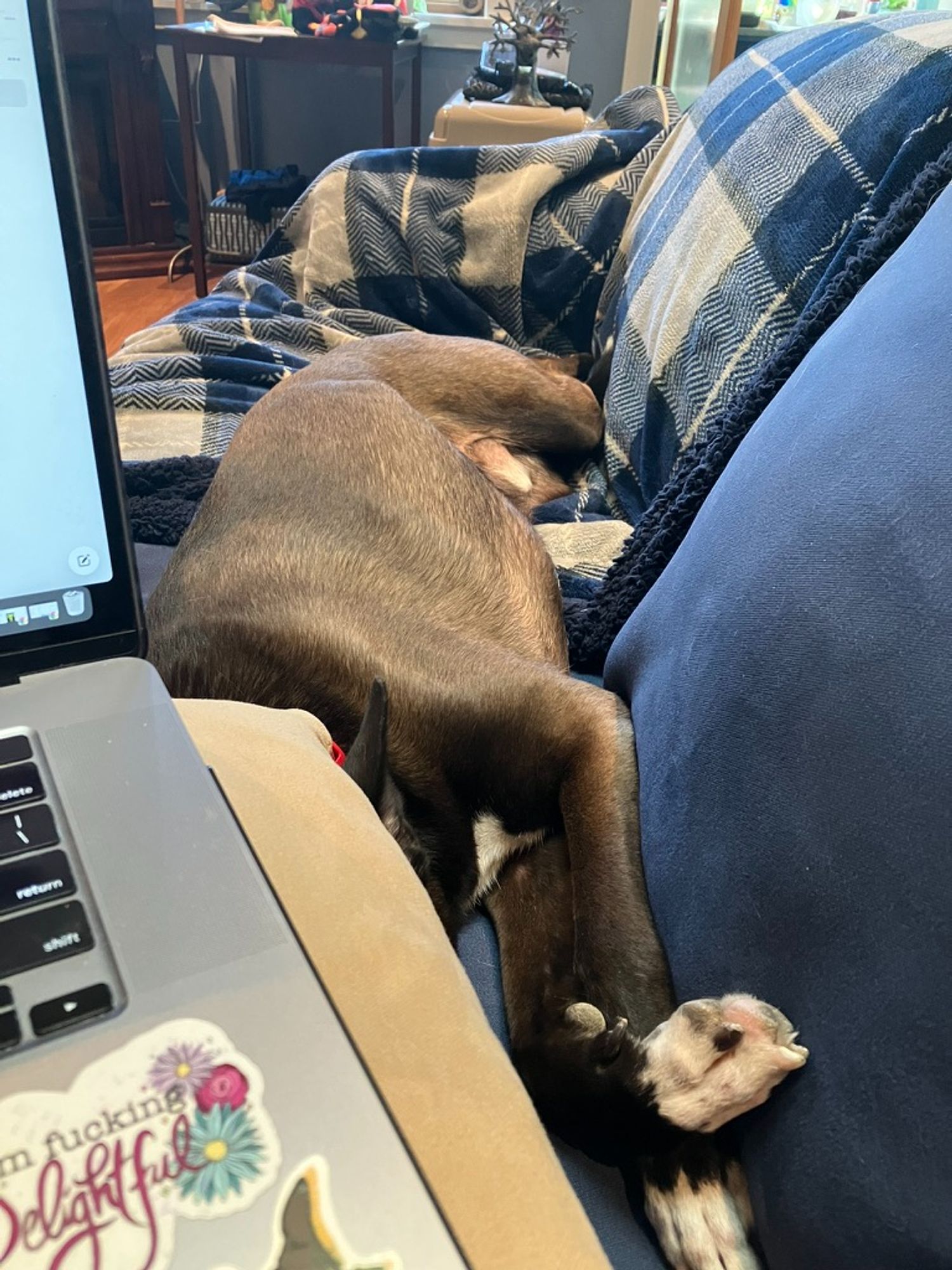 Image is a photo of a medium sized brown, black, and white dog named Bert stretched out his side on a blue couch, 100% encroaching on the photographer's space. His space is clearly delineated by a blue plaid blanket. You can only see his body and paws because his head is under the yellow pillow his person is trying to use for her laptop. On top of the pillow, a corner of the laptop is visible. (photog's note: Bert is SUPPOSED to only have one cushion's worth of the couch, but that's not really happening and he's too dang cute to shove aside...*sigh*)