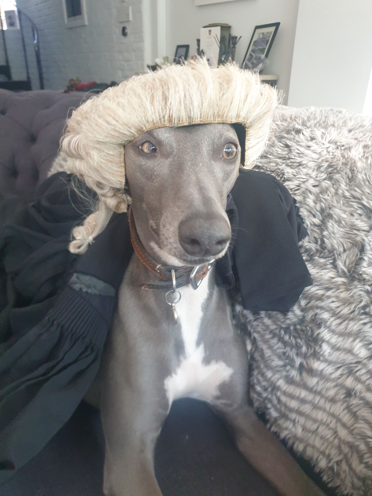 A grey whippet in a barrister wig and gown