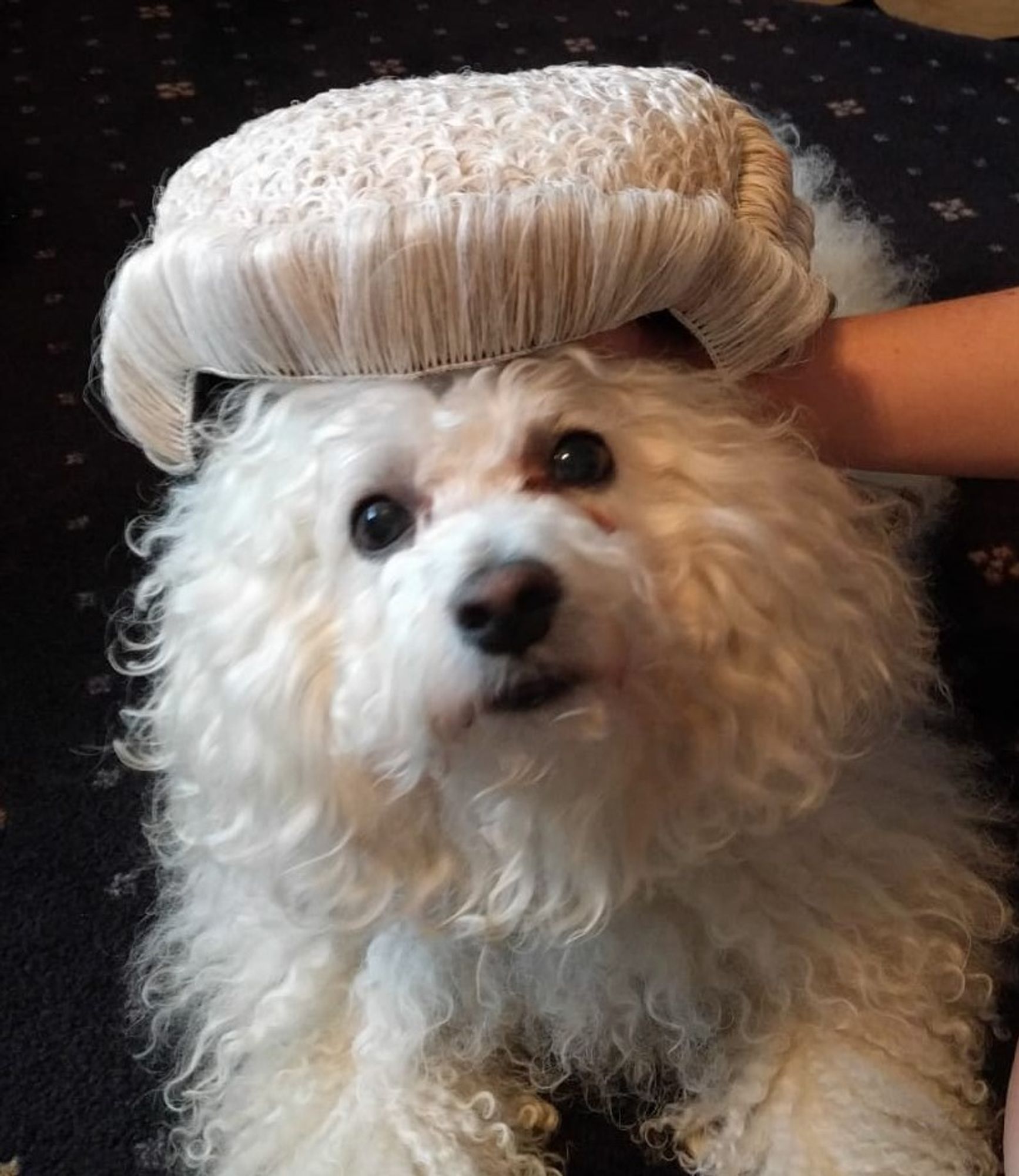 A small fluffy white dog is wearing a barrister wig