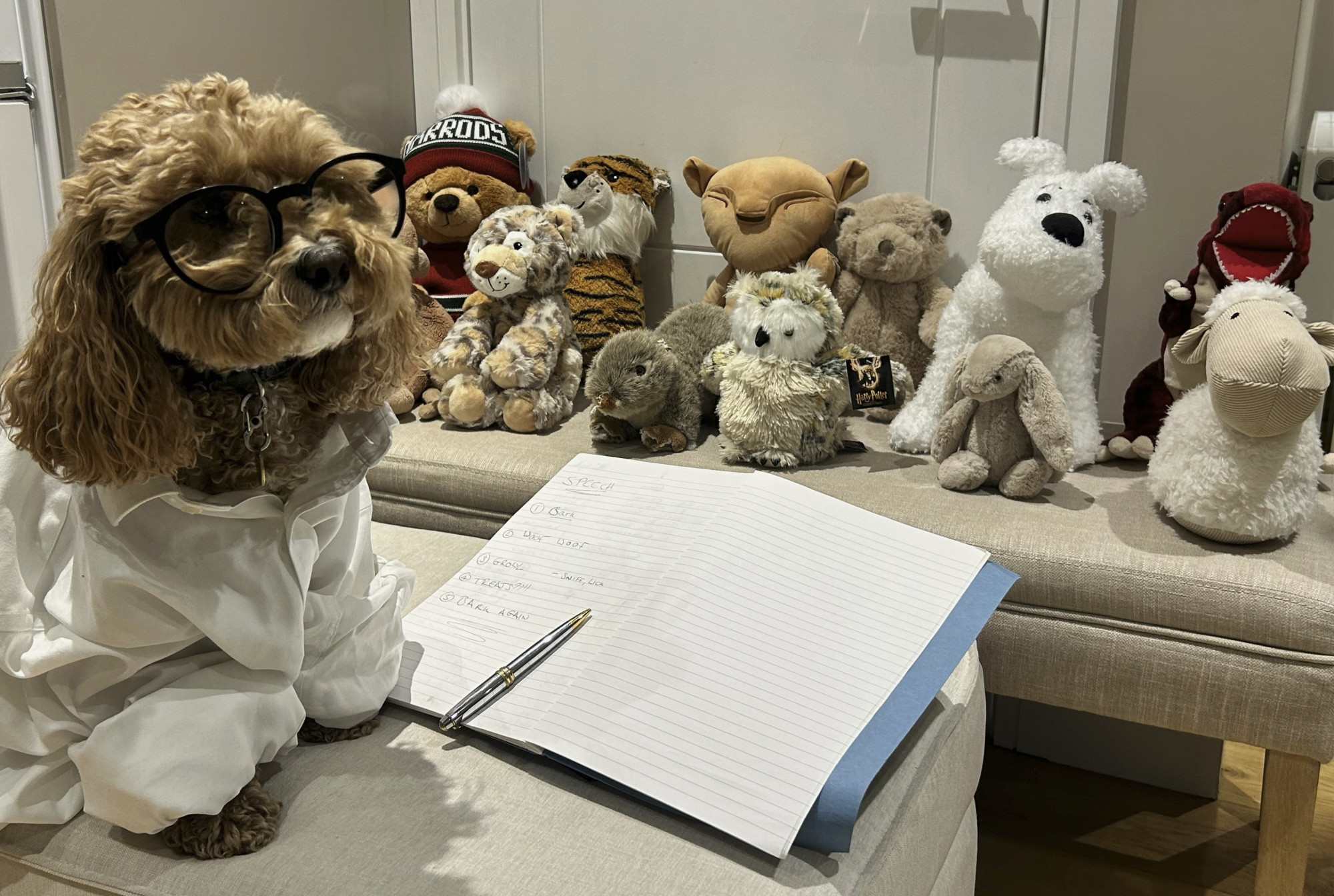 Cosmo is a small fluffy brown dog by an open notebook, with 12 cuddly toys watching