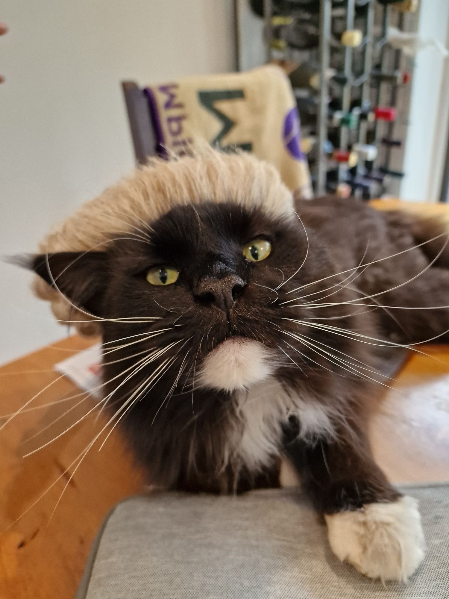 Dennis is a black and white cat in a barrister wig