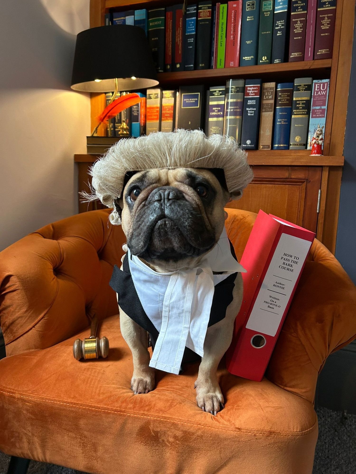 Ronnie is a small dog in a barrister wig and gown sat next to a folder labelled How to Pass the Bark Course