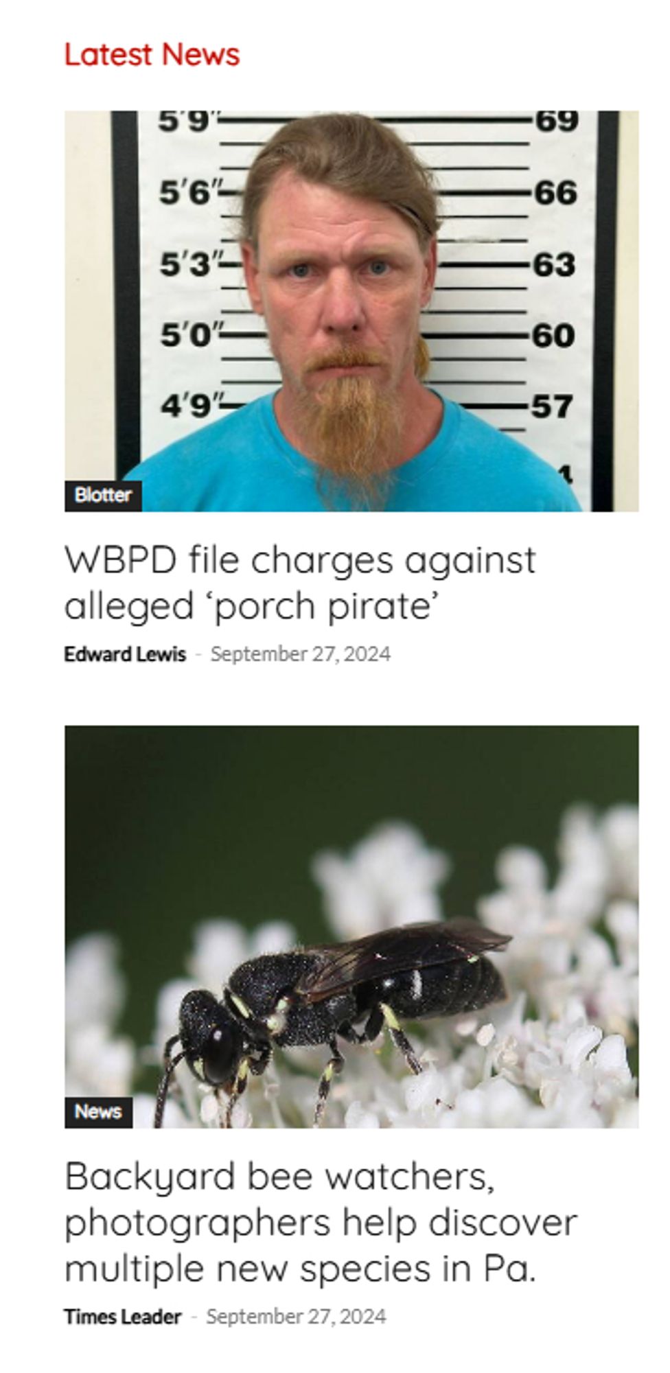 two newspaper headlines with thumbnails, on top a mug shot of angry looking guy with headline that reads "WBPD file charges against alleged ‘porch pirate’" and below that photo of a bee with headline "Backyard bee watchers, photographers help discover multiple new species in Pa."