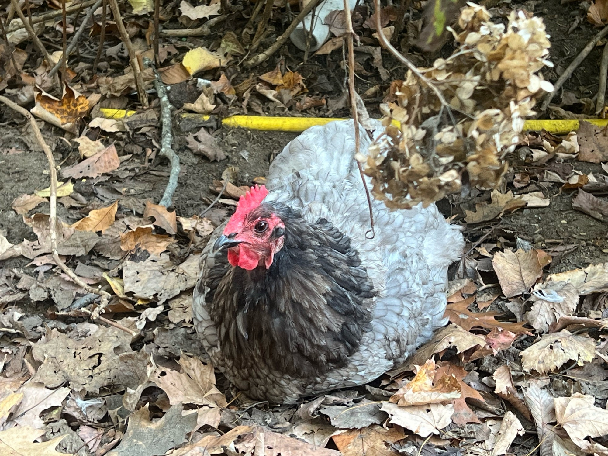 A grey and brown hen relaxes in the side yard.