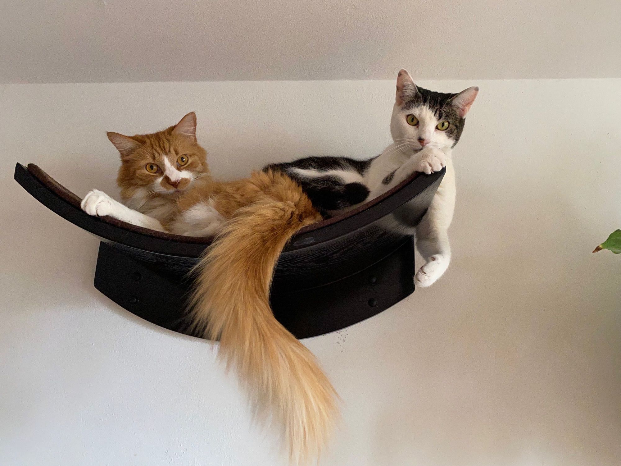 Two cats on a cat shelf