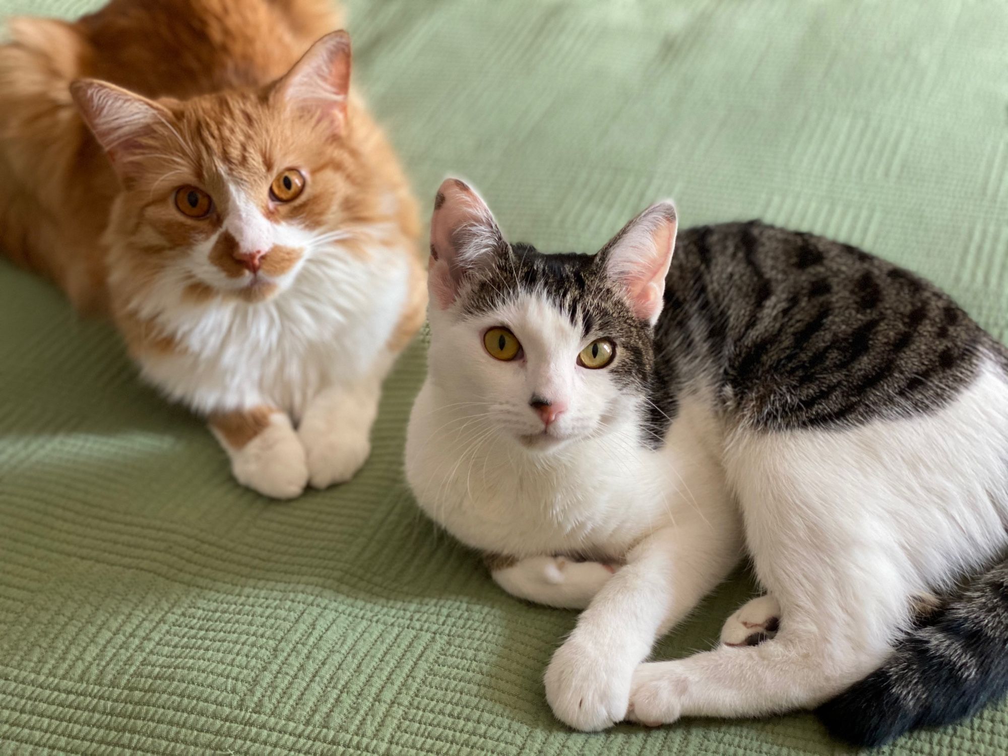 Two cats, one orange and white, one black and white and gray, lounging on a green blanket