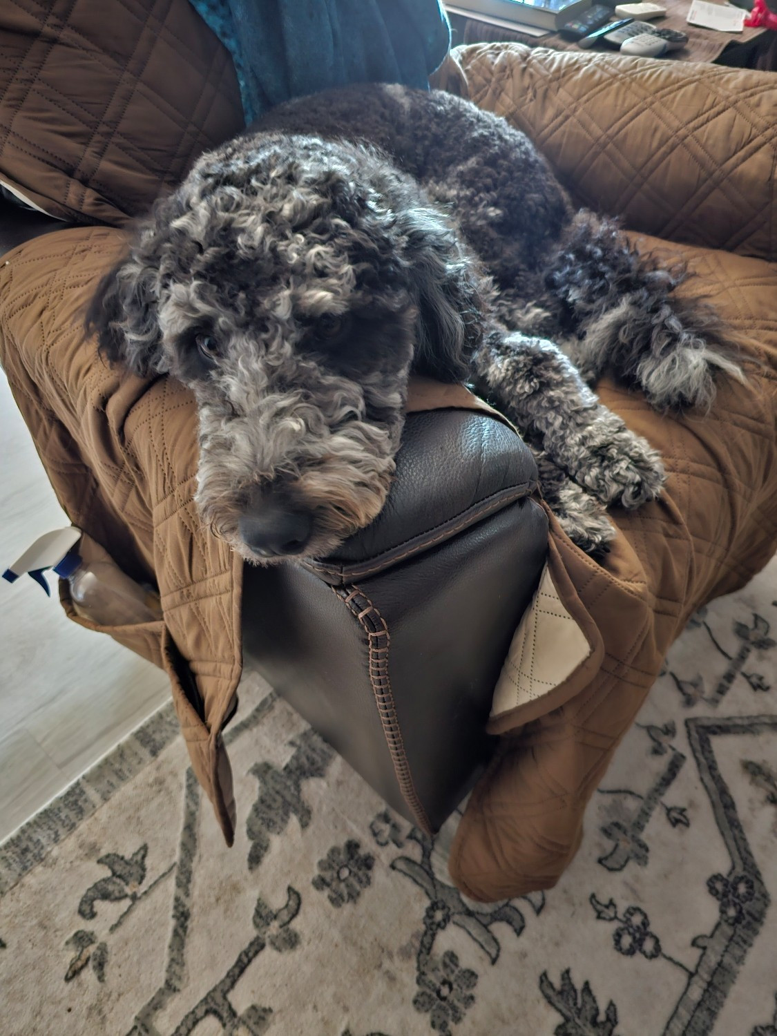 Large dog with curly fur flopped on a chair with a im done face 