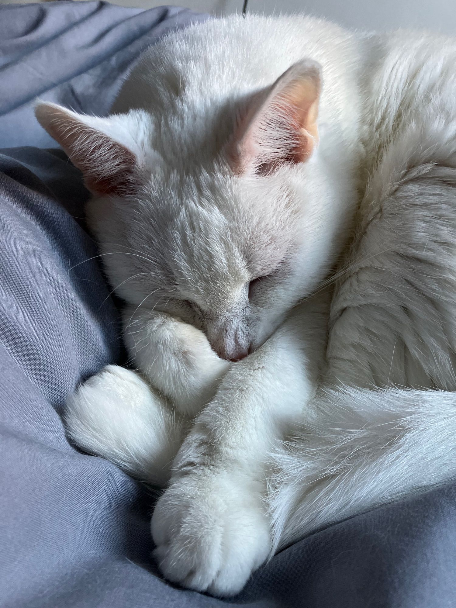 Photo de Raoul mon chat blanc qui dort sur le lit.