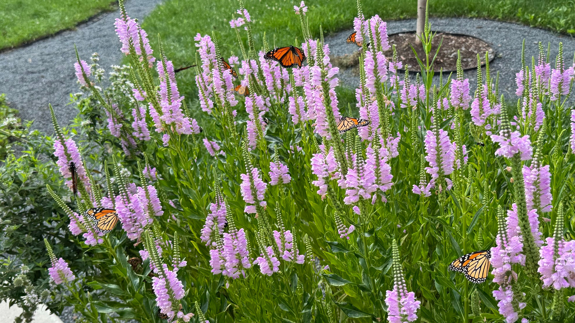 Obedient plant blossoms, towers of pink, with many monarch butterflies enjoying them. Both native species, Chicago USA