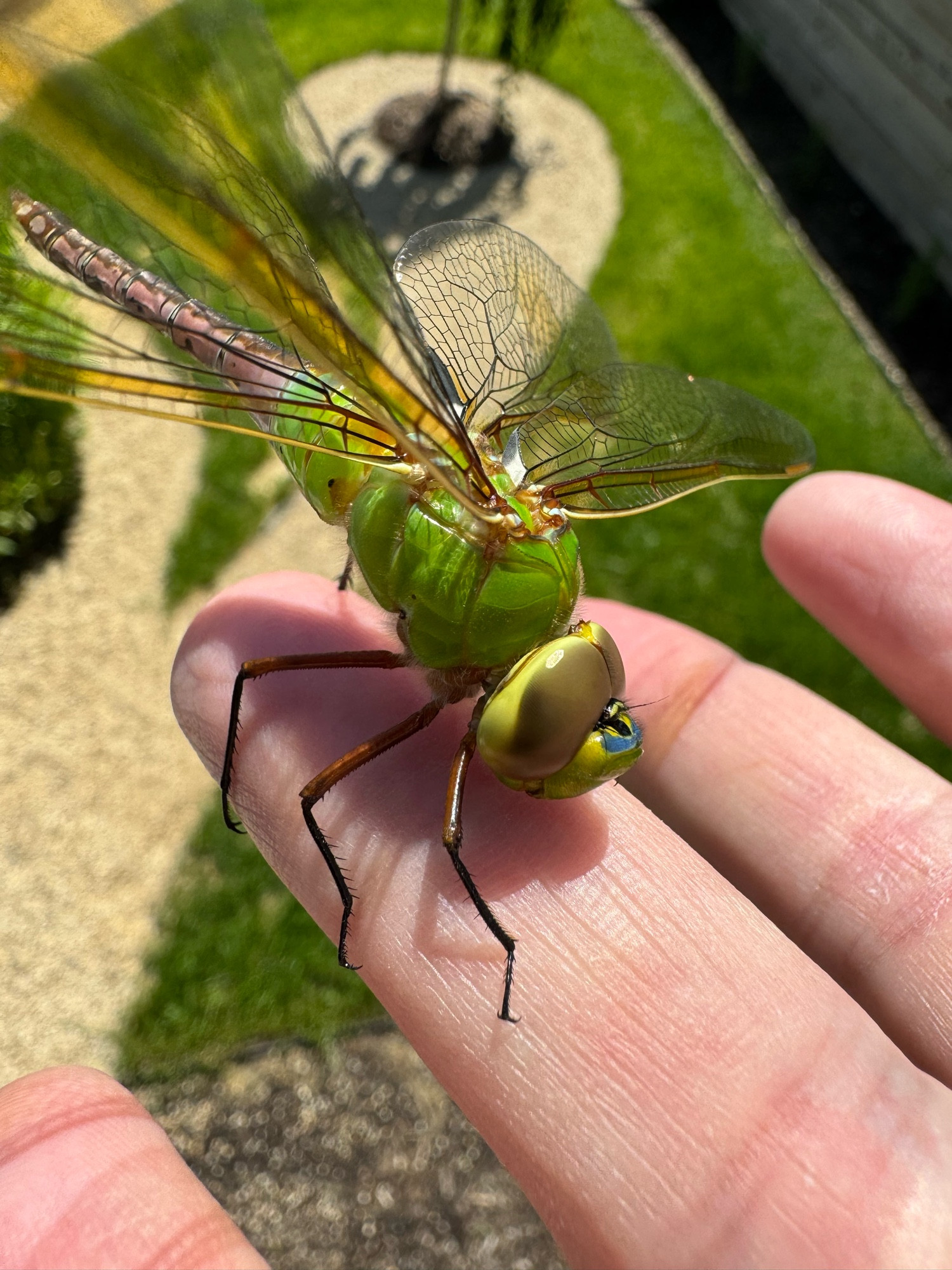 Green darner in my hand, close up