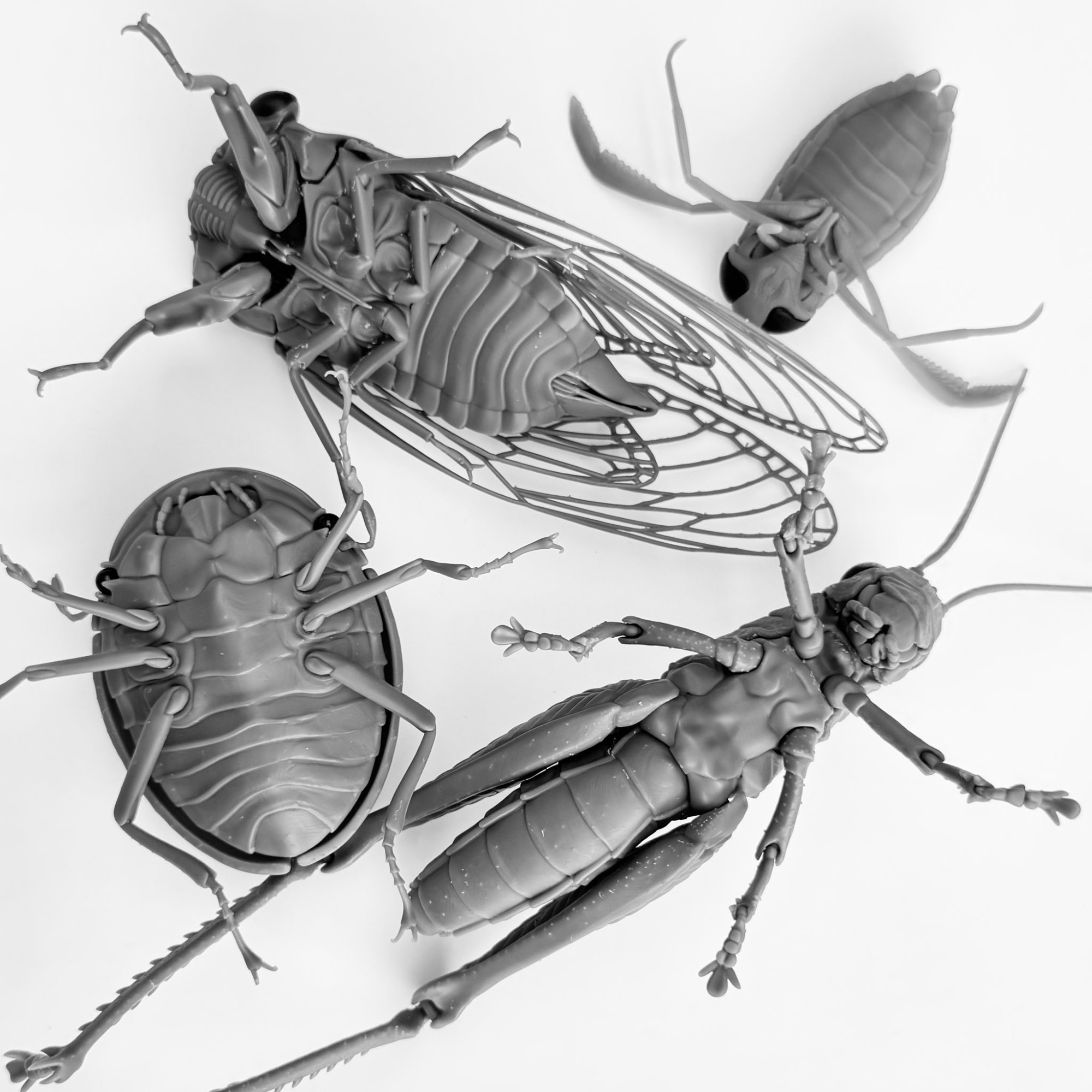 Four insects upside down: a cicada, water boatman, grasshopper, and beetle, each showing ventral details of which I am most proud