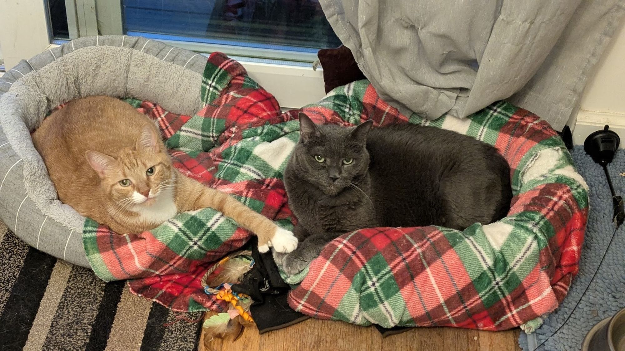 orange cat with some white on her face and chest and paw with said paw extended to rest on top of the paws of a large gray cat in the cat bed beside her.