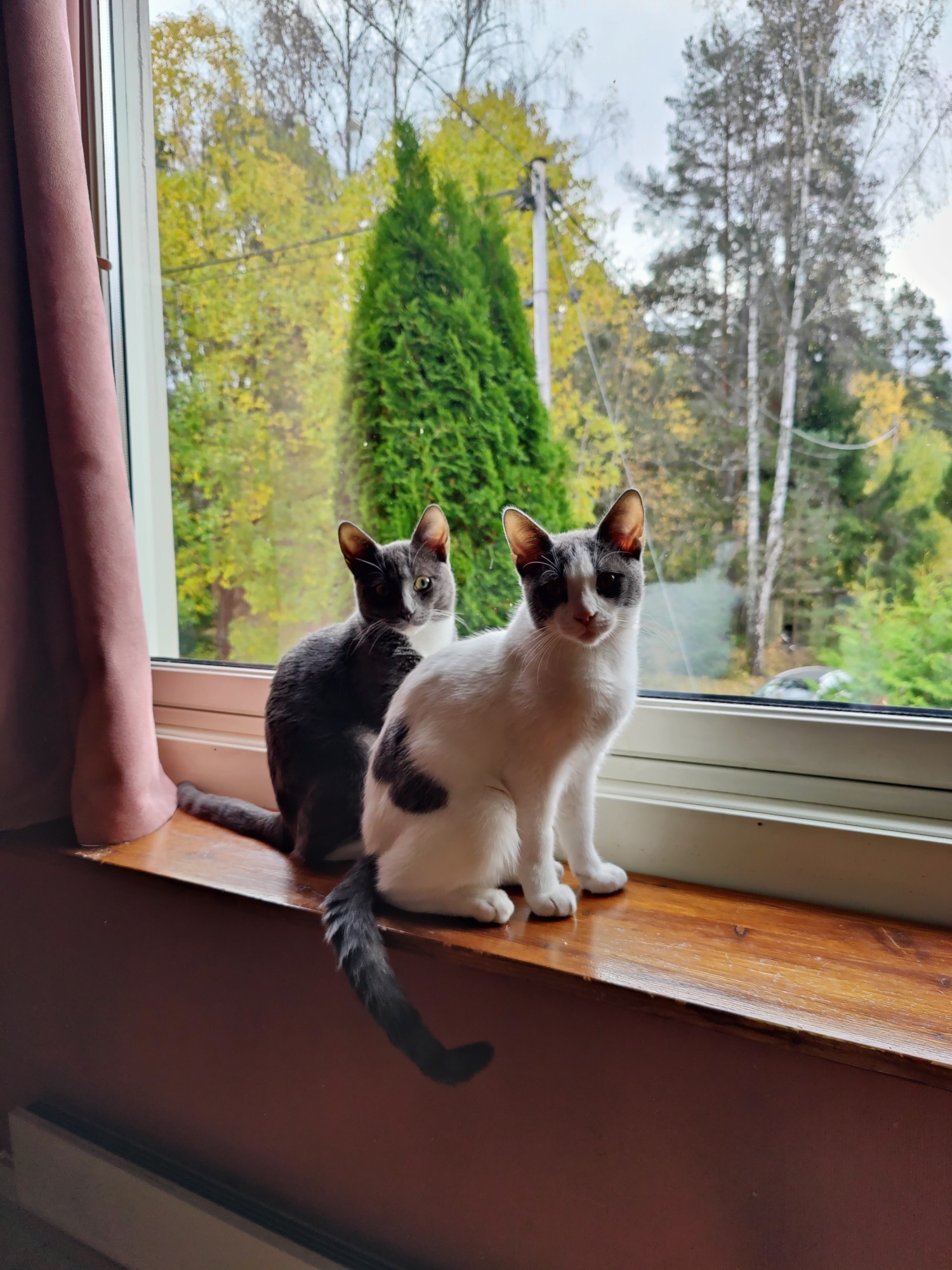 Dos gatos en el alféizar de una ventana