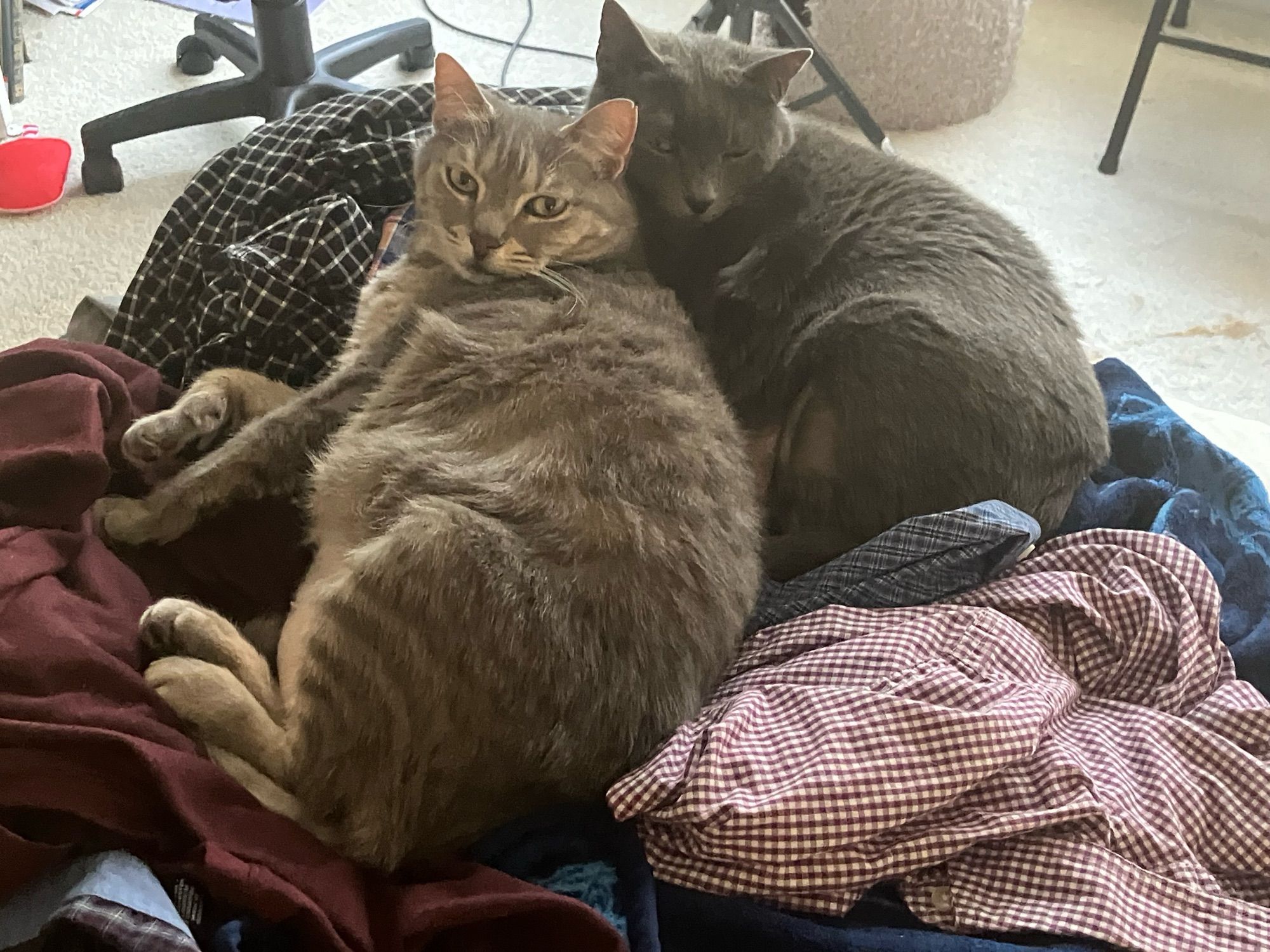 A tabby and a grey cat curled up together on a bunch of unfolded shirts