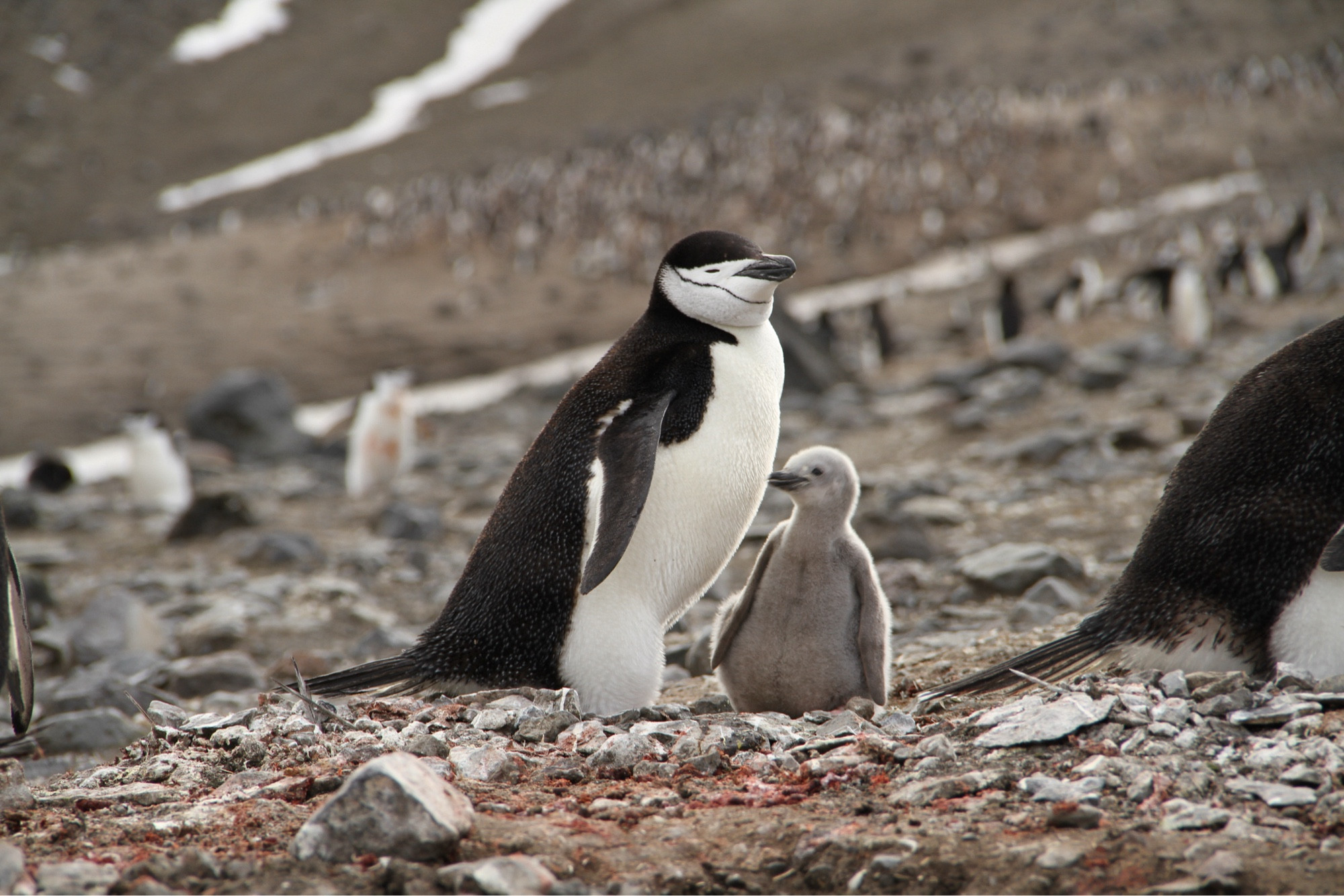 Chinstrap penguin sleeping with its chicks looking around.