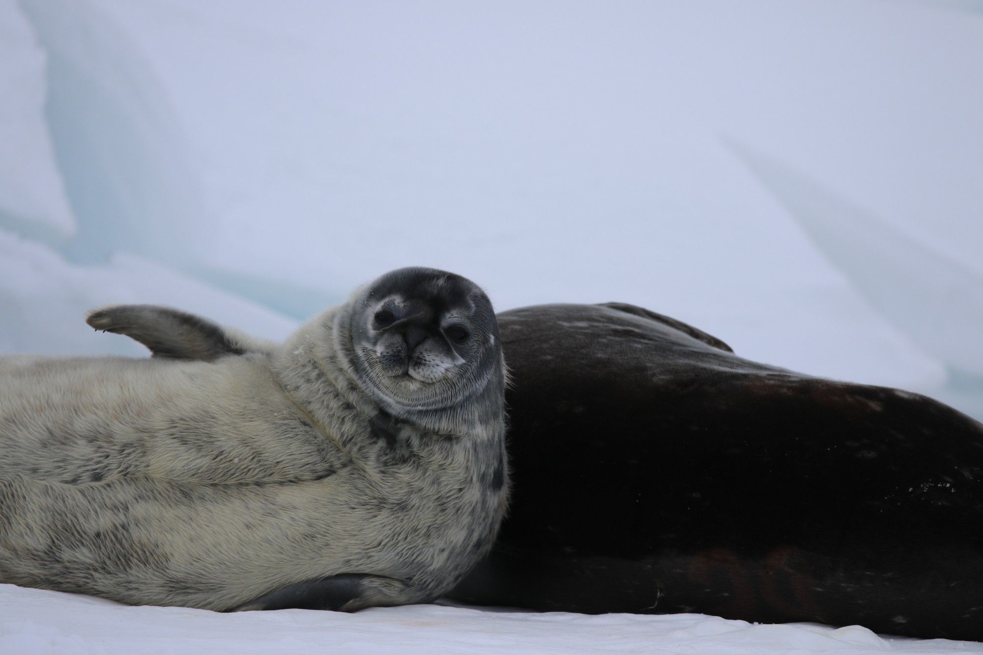 Weddell seal pup leaning on mom, looking right at the camera