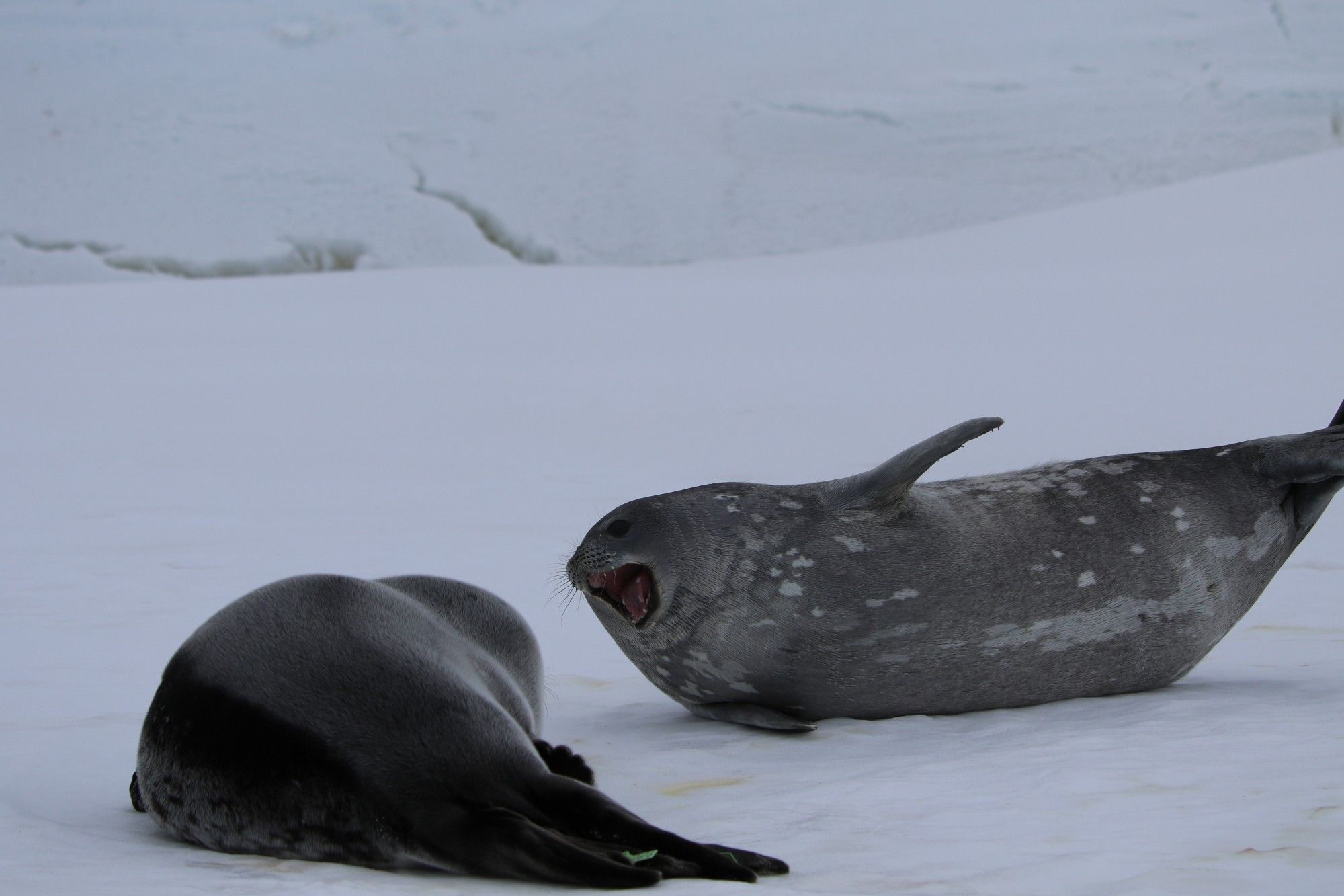 Weddell seal pup yelling at mom, mouth wide open