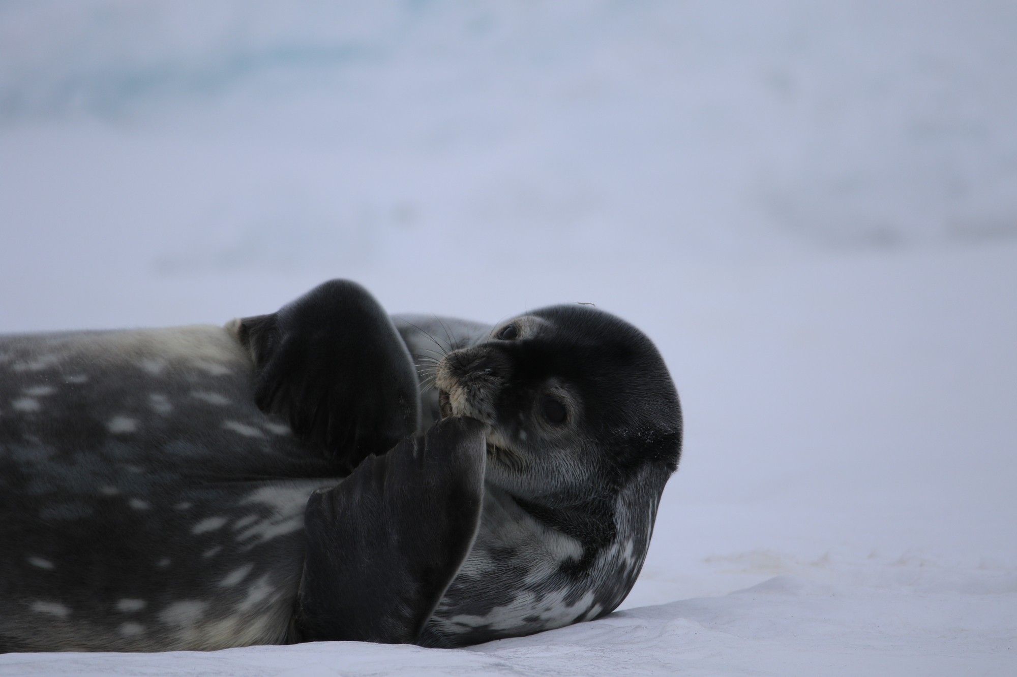 Weddell seal pup chewing on its flippers