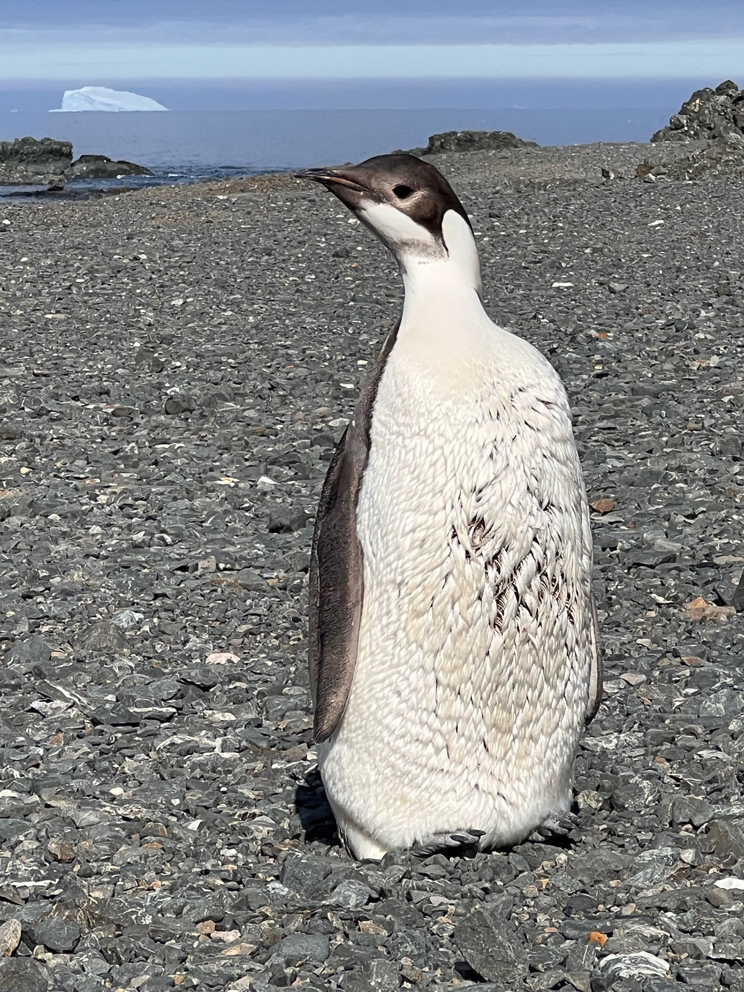 Scruffy looking emperor penguin juvenile on a rocky island with the ocean and icebergs in the distance